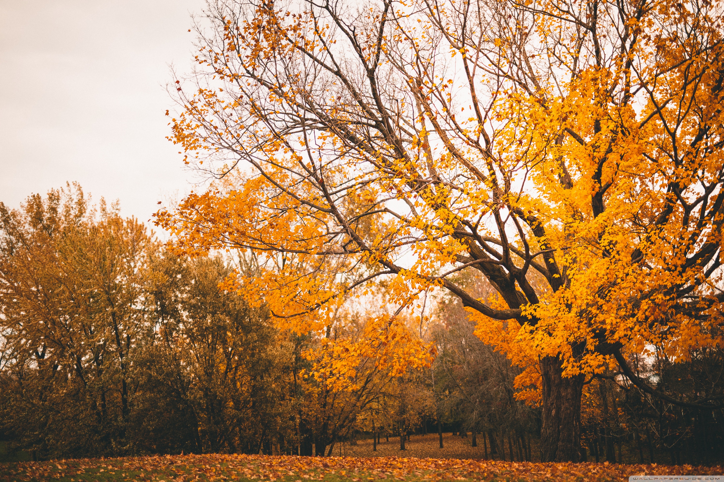 Autumn Scenery 4K UHD Wallpaper for UltraHD Desktop and TV, Widescreen and UltraWide Display, Smartphone and Tablet Devices