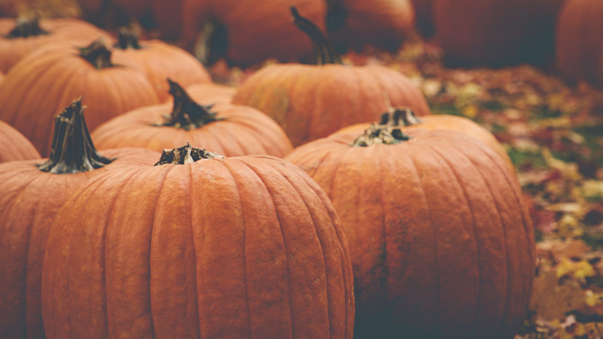 Download wallpaper 1920x1080 pumpkin, autumn, harvest, orange full hd, hdtv, fhd, 1080p HD background