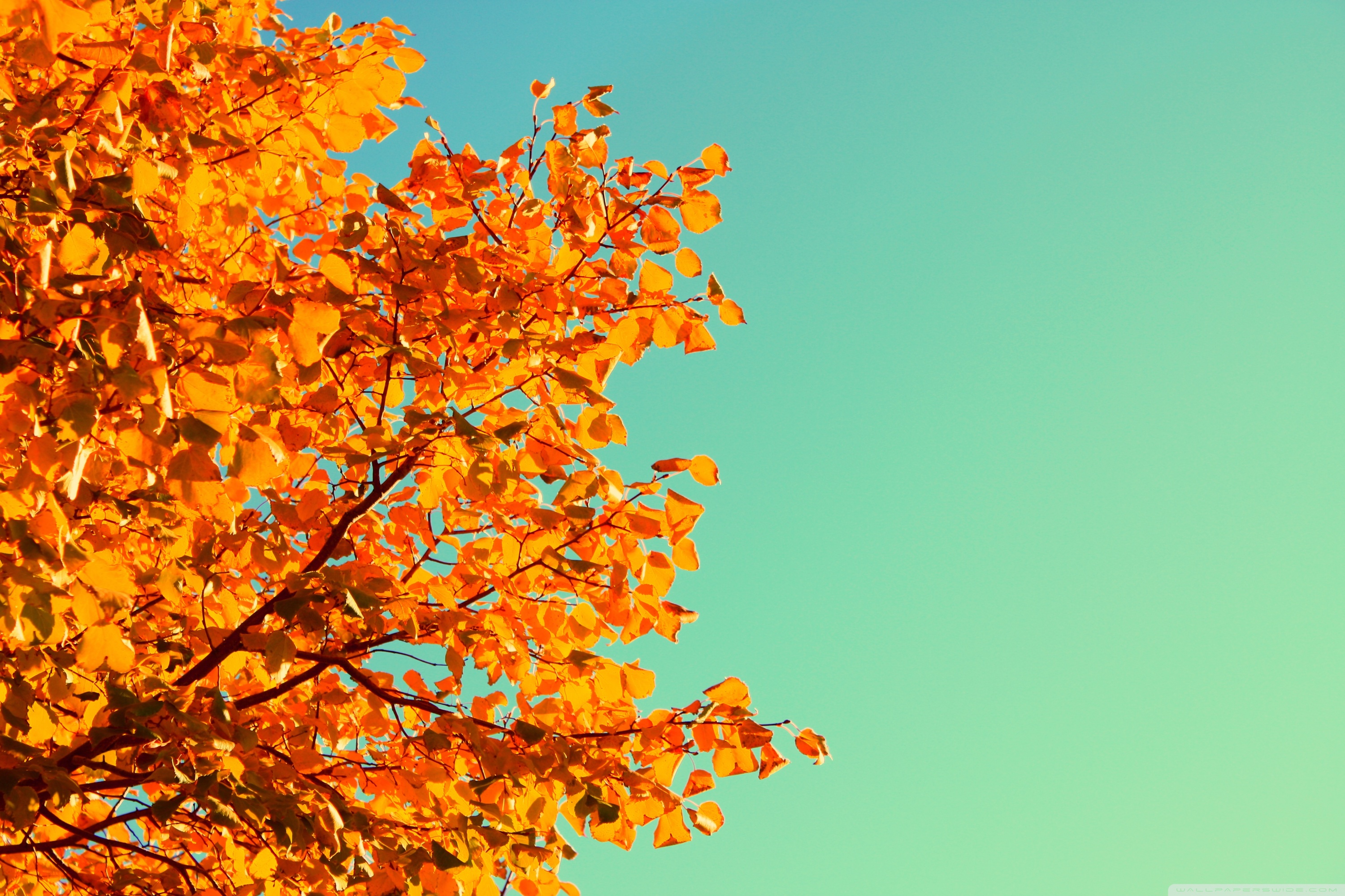 Autumn Colors 4K UHD Wallpaper for UltraHD Desktop and TV, Widescreen and UltraWide Display, Dual Monitor, Smartphone and Tablet Devices