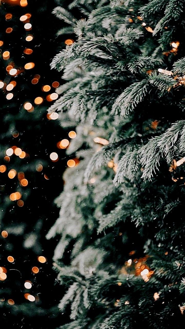 Winter Scenery Wallpaper. Pine Tree with Lights