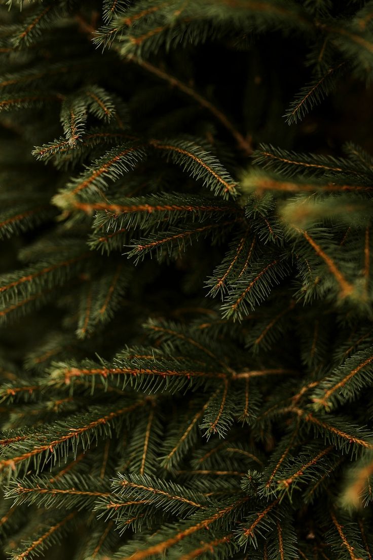 Download premium image of Closeup of Christmas tree, green pine fir leaves by Felix about christmas, christmas background, christmas tree, fir tree, and pine branch 4281376