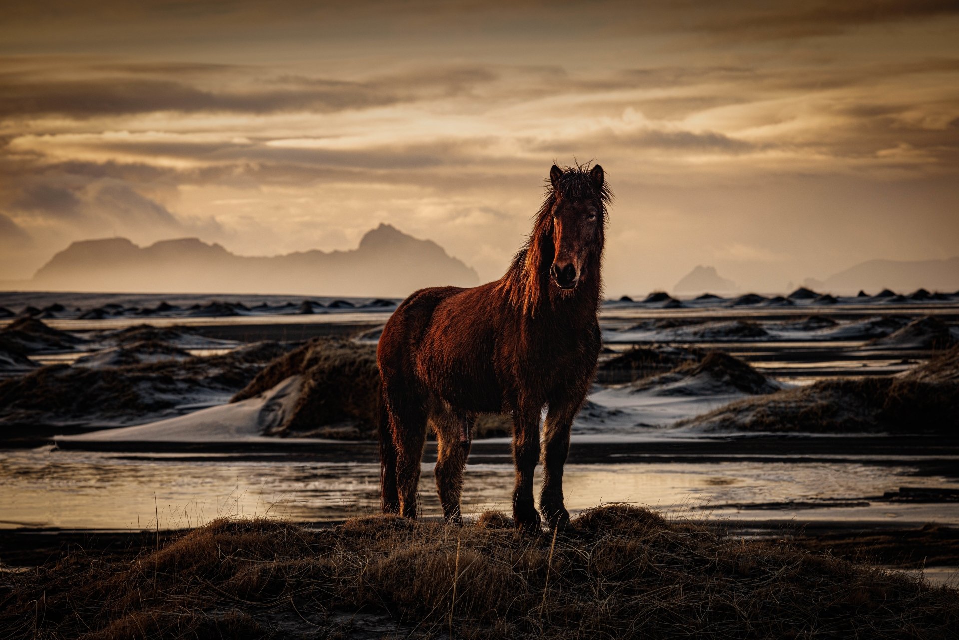 Majestic Horse at Dusk
