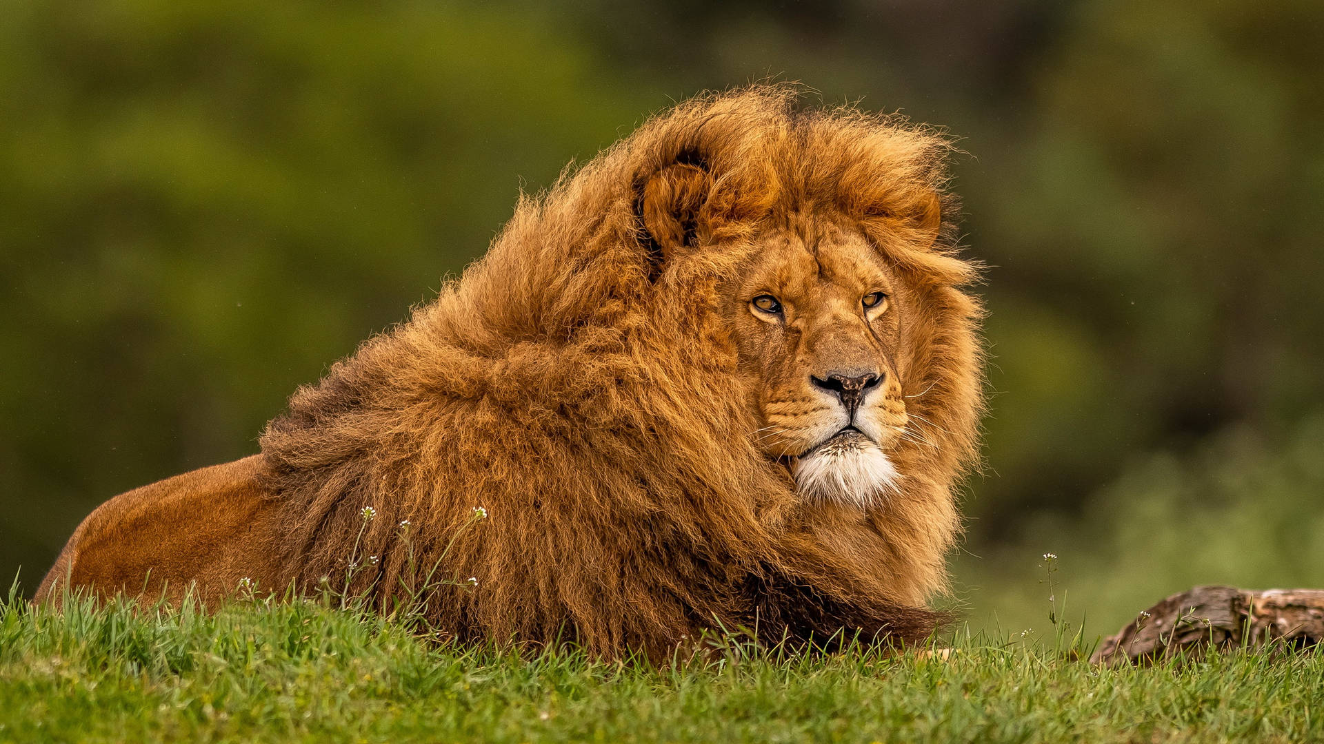 Download Majestic Lion Desktop Wallpaper
