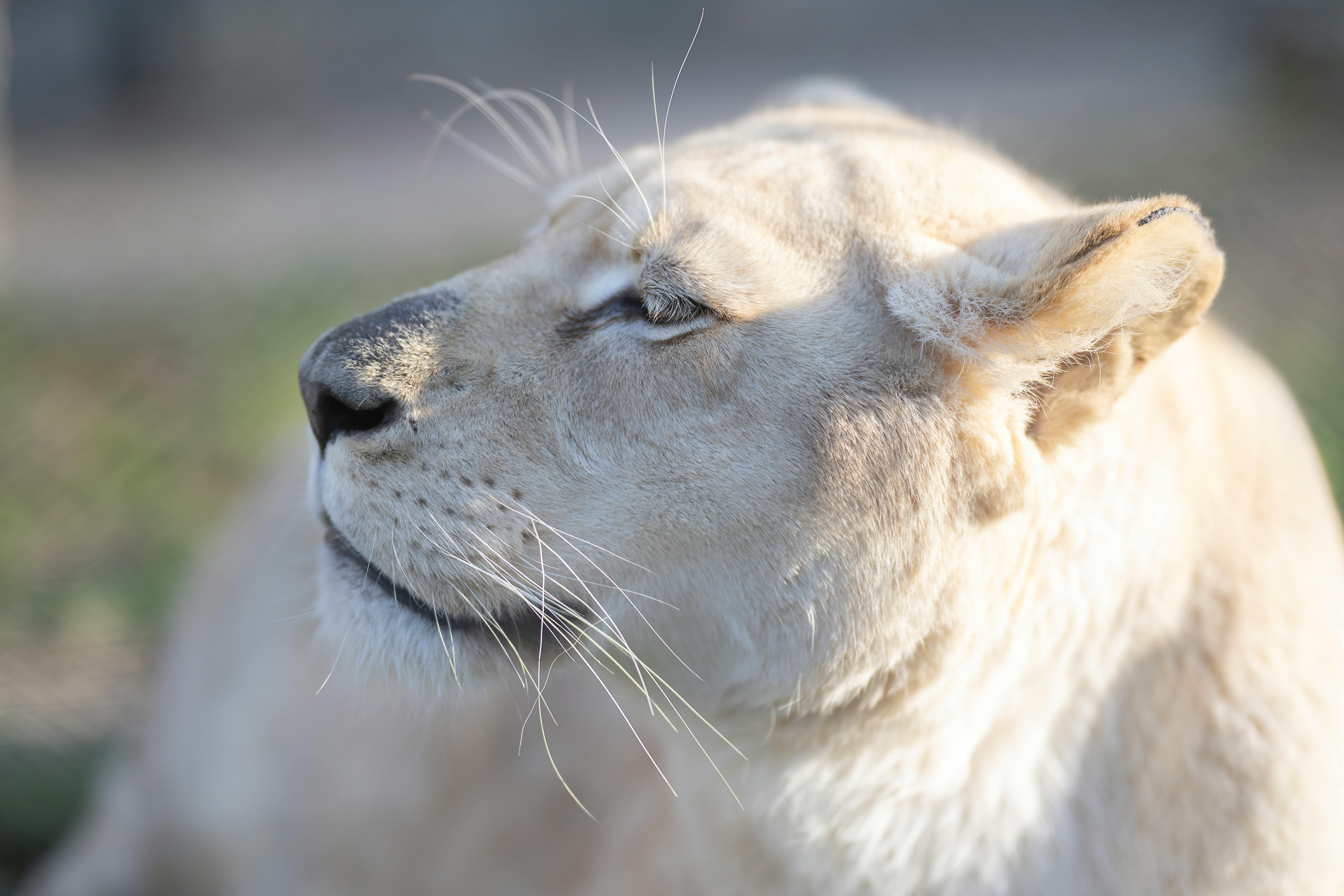 A Transvaal Lion Lying on the Ground · Free