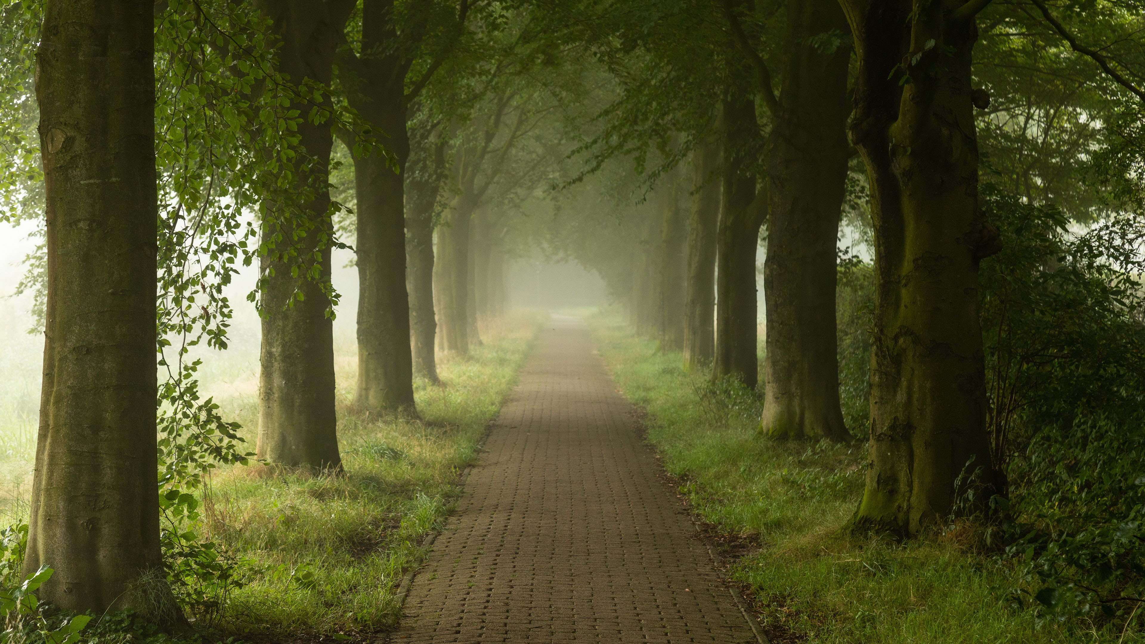 Walking Path Between Green Trees Grass With Fog Garden Background 4K HD Nature Wallpaper