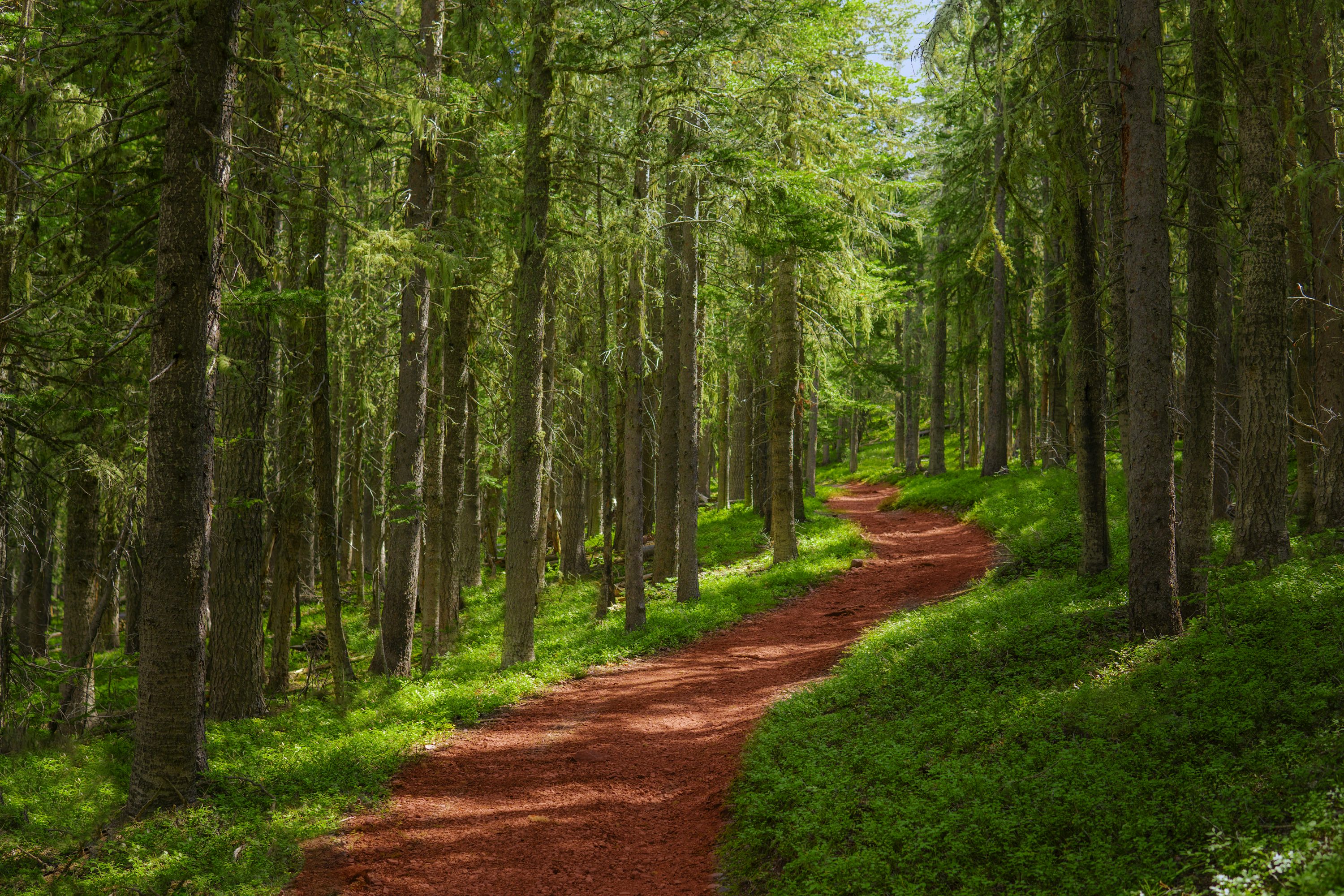 A dirt path in the middle of a forest photo