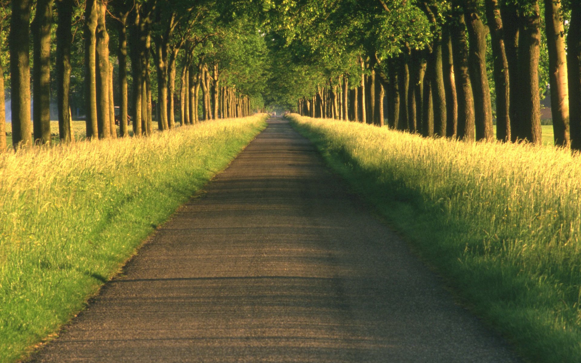 Serene Nature Pathway HD Wallpaper