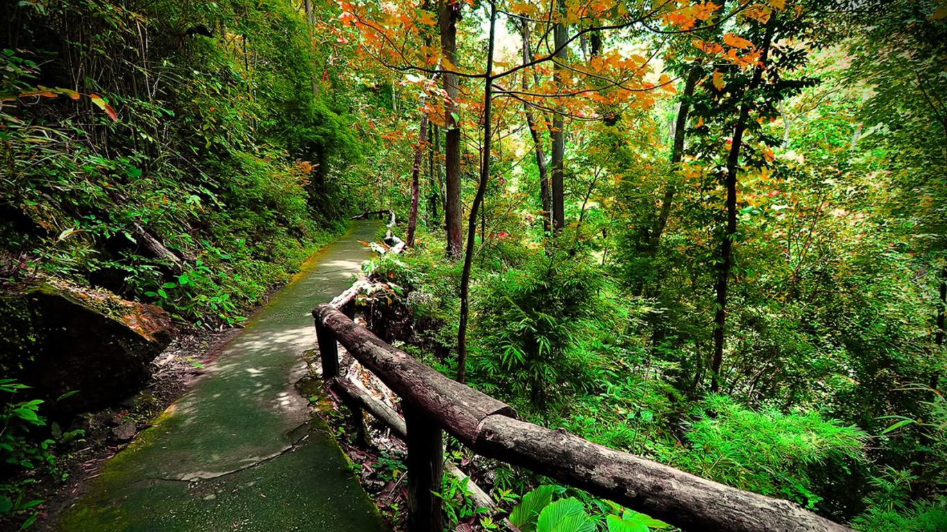 M H Consulting And Bookkeeping Forest Foliage Walk Trees Walkway Path Road Beautiful Green Hd For Android 1366×768