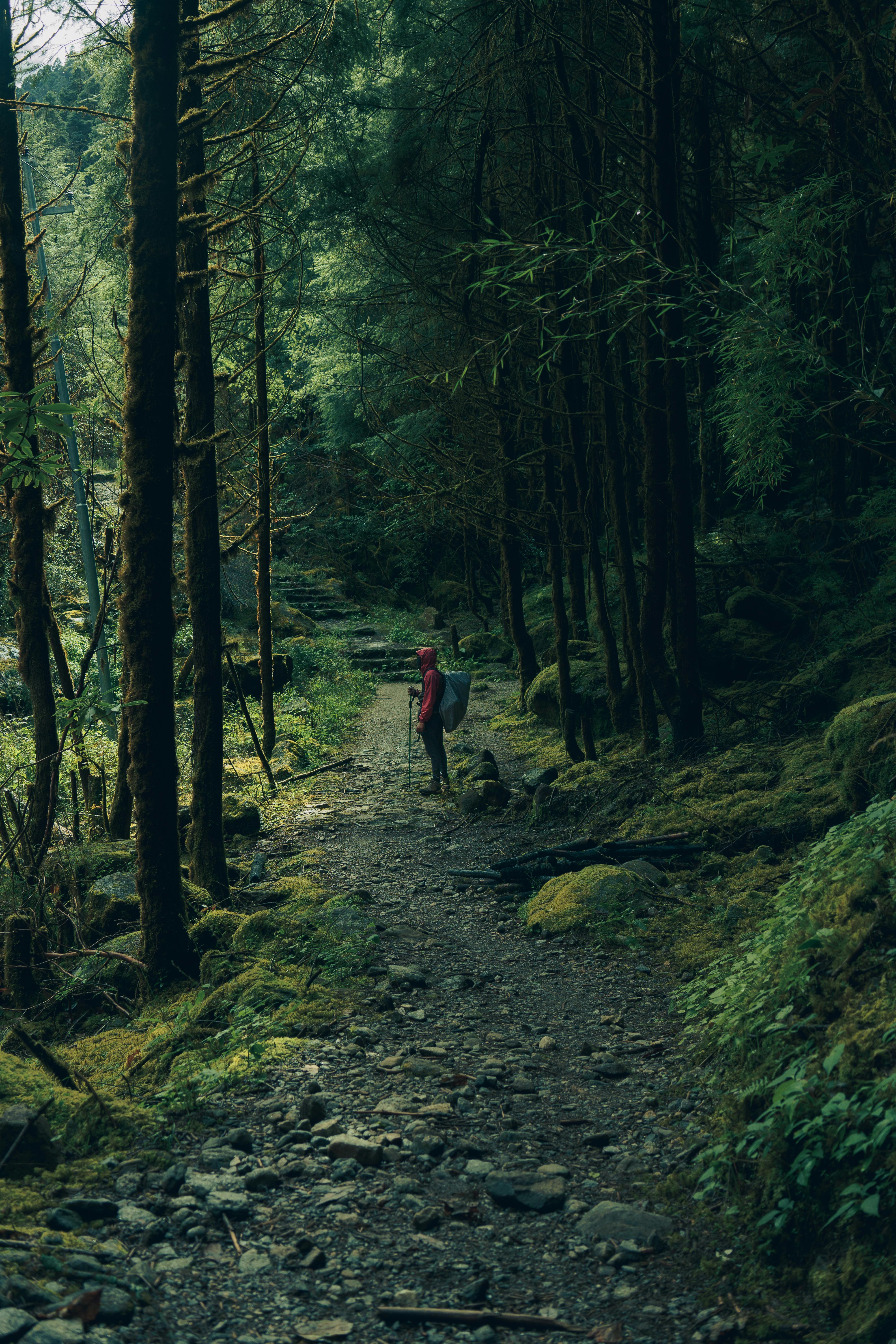 Man Standing Alone on Footpath in Forest · Free