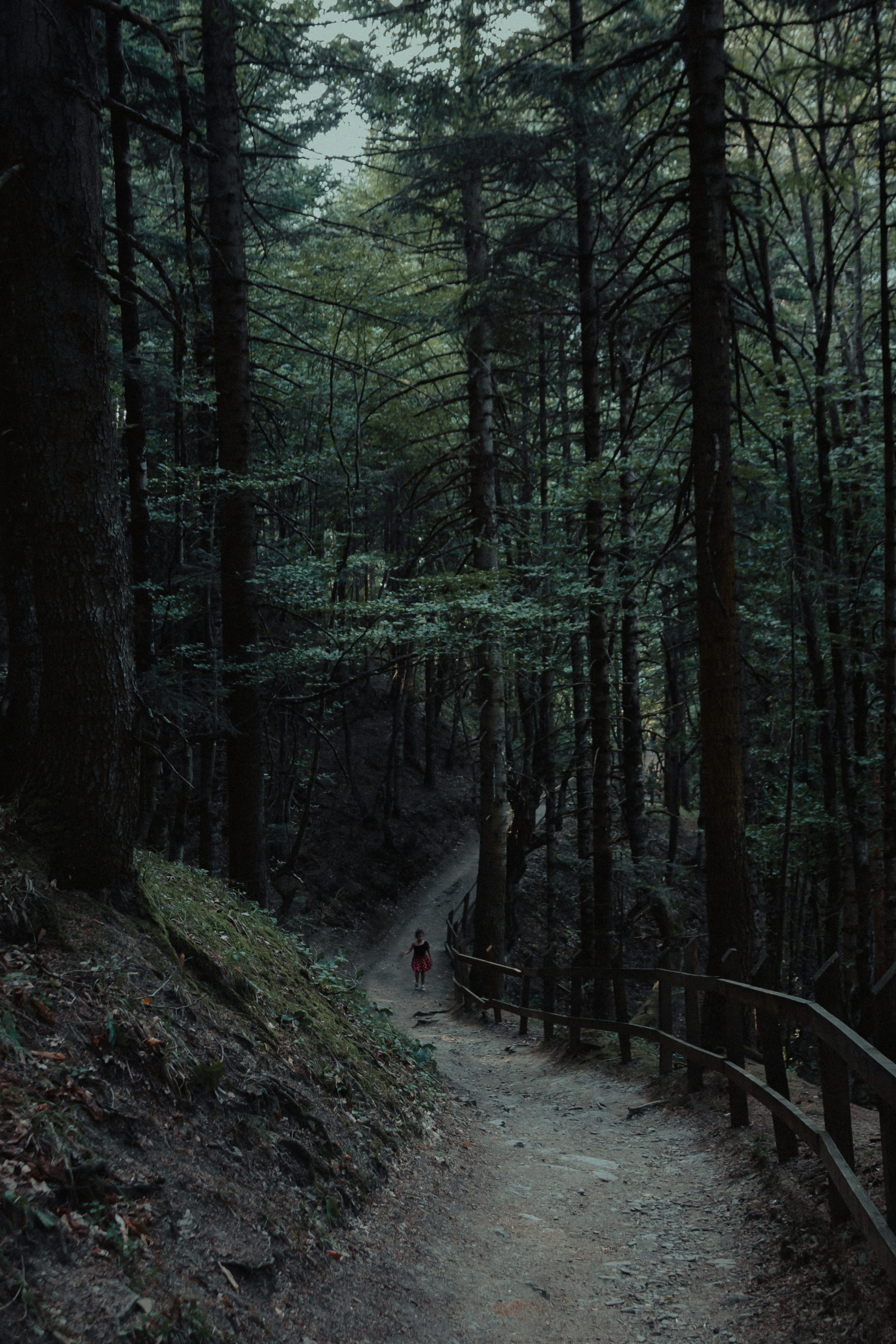 A person walking down a path in the woods photo