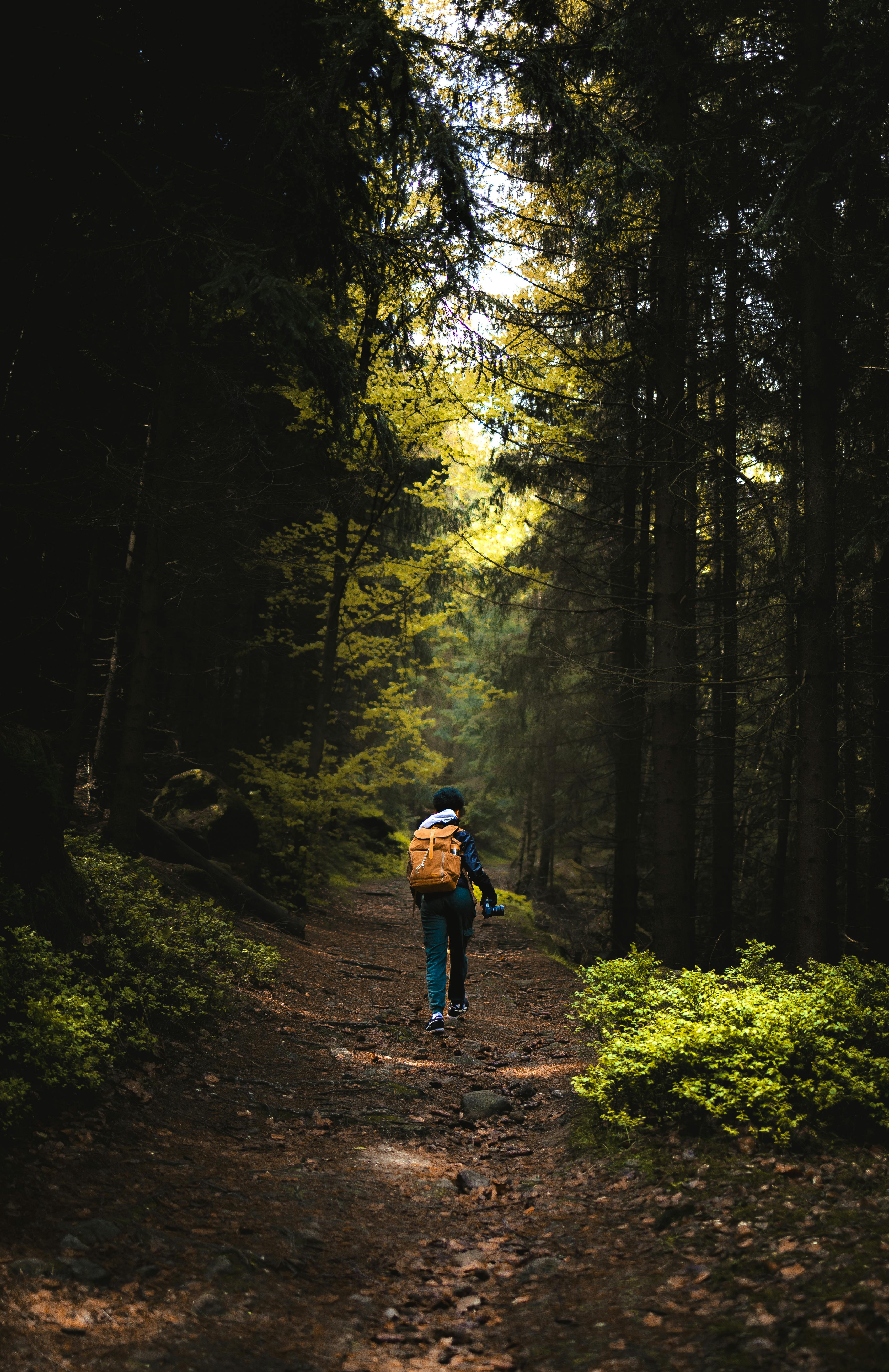 Woman on a Trail in a Forest · Free