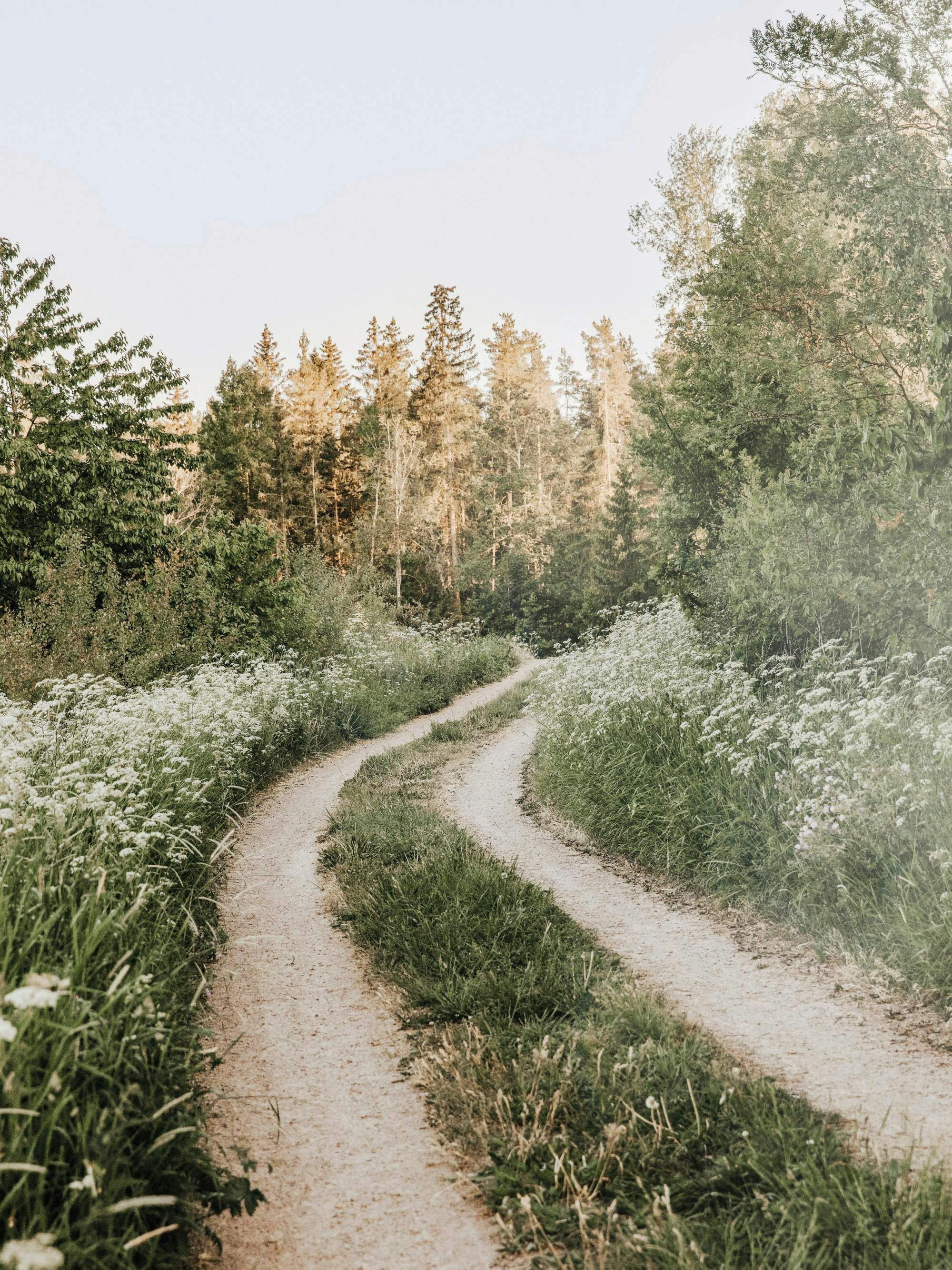 Morning Walk in Forest Poster with forest landscape. Poster Store UK
