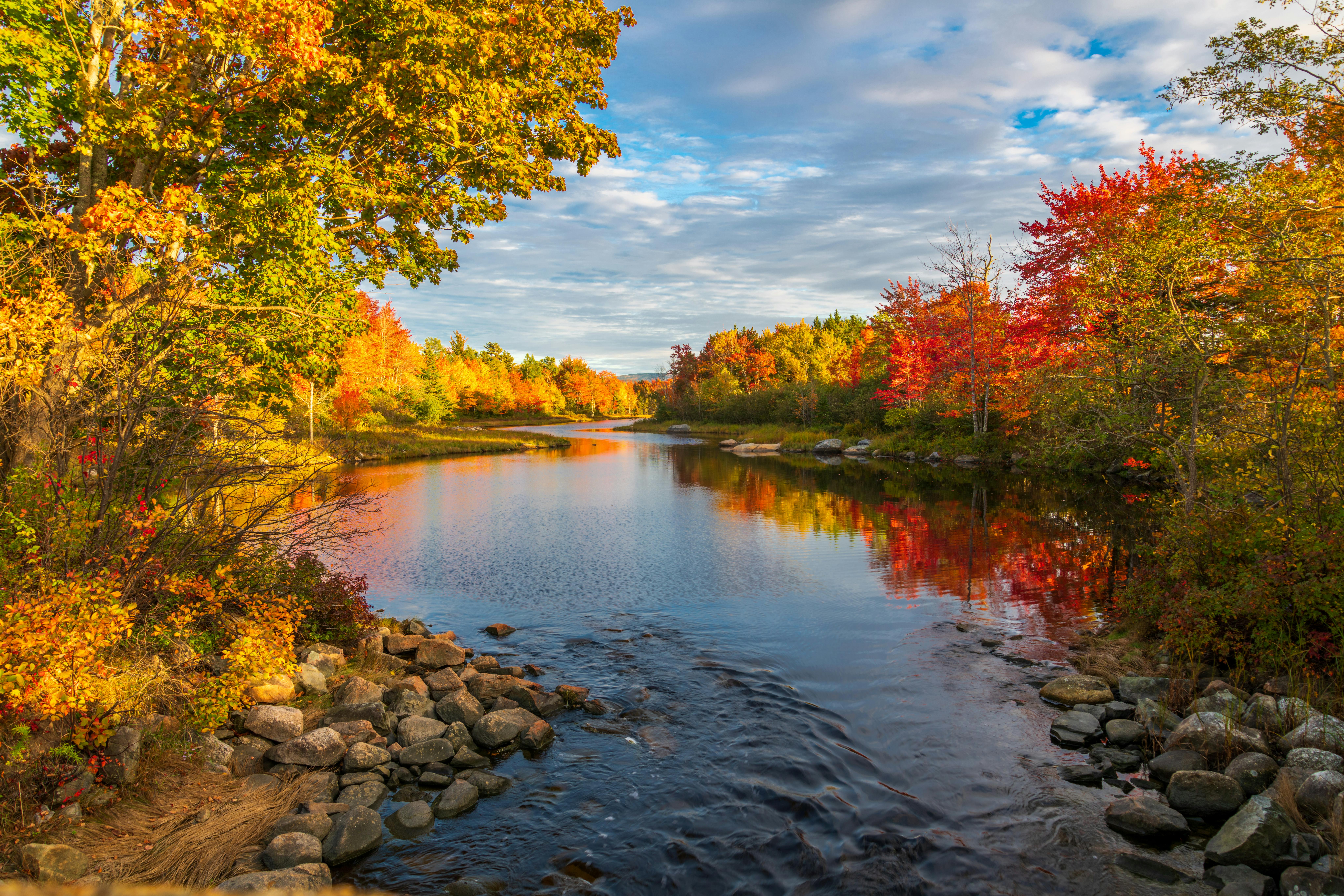 Autumn forest near flowing river · Free