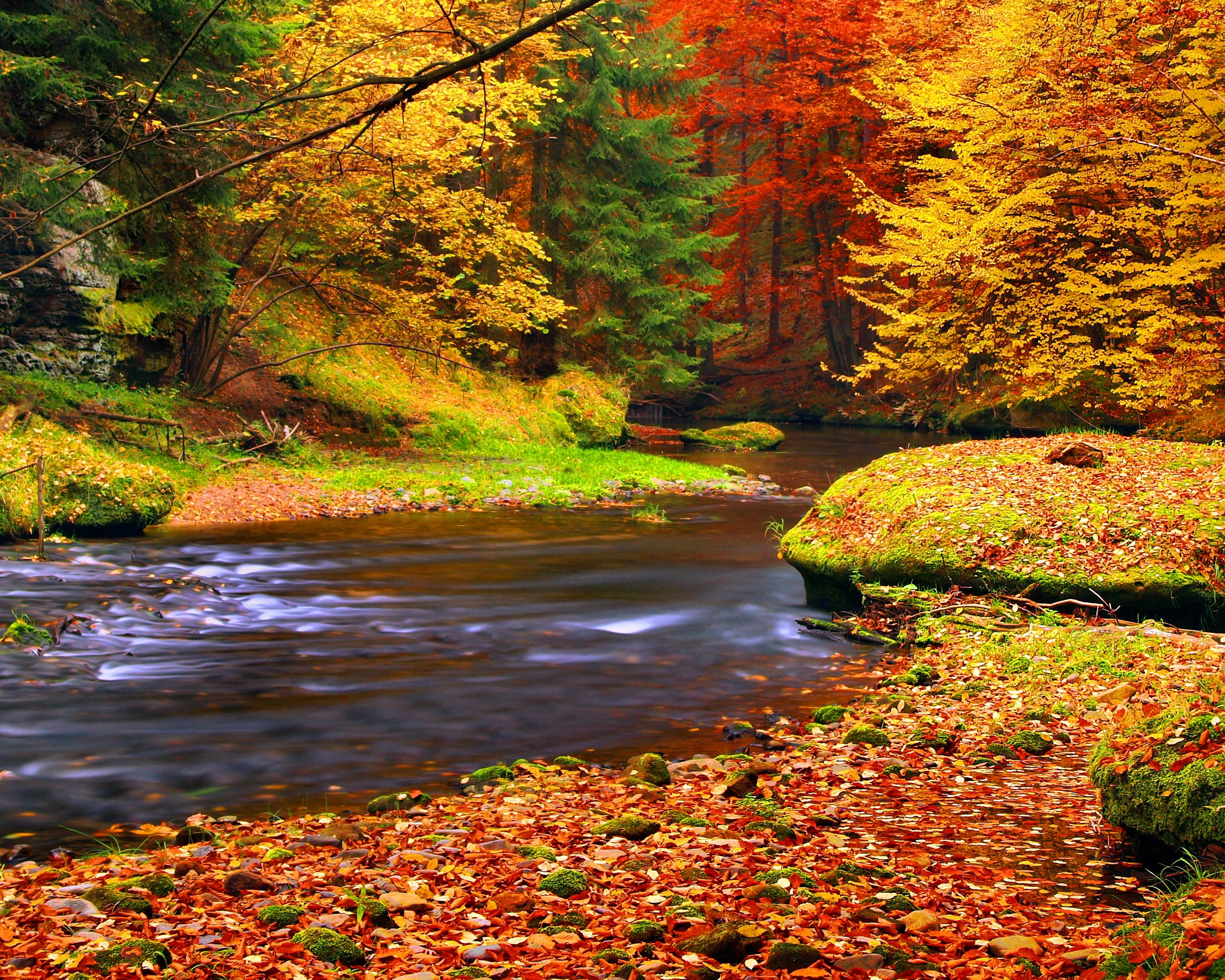 Wallpaper autumn, forest, leaves, river, autumn, leaves for mobile and desktop, section природа, resolution 5925x4740