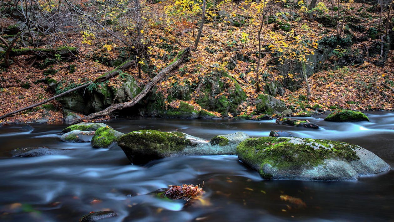 Serene Autumn River in Harz Mountains · Free