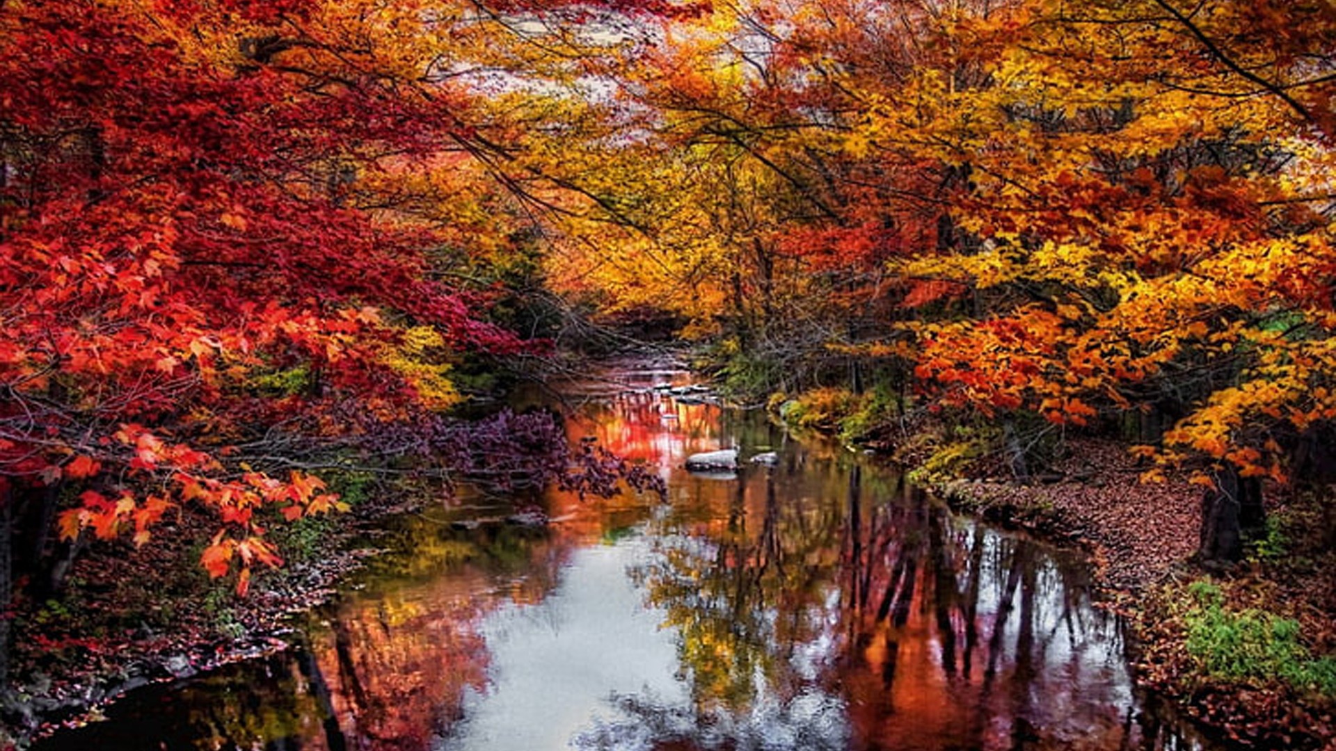 River Between Colorful Autumn Trees Leaves Forest Background Reflection On Water HD Autumn Wallpaper
