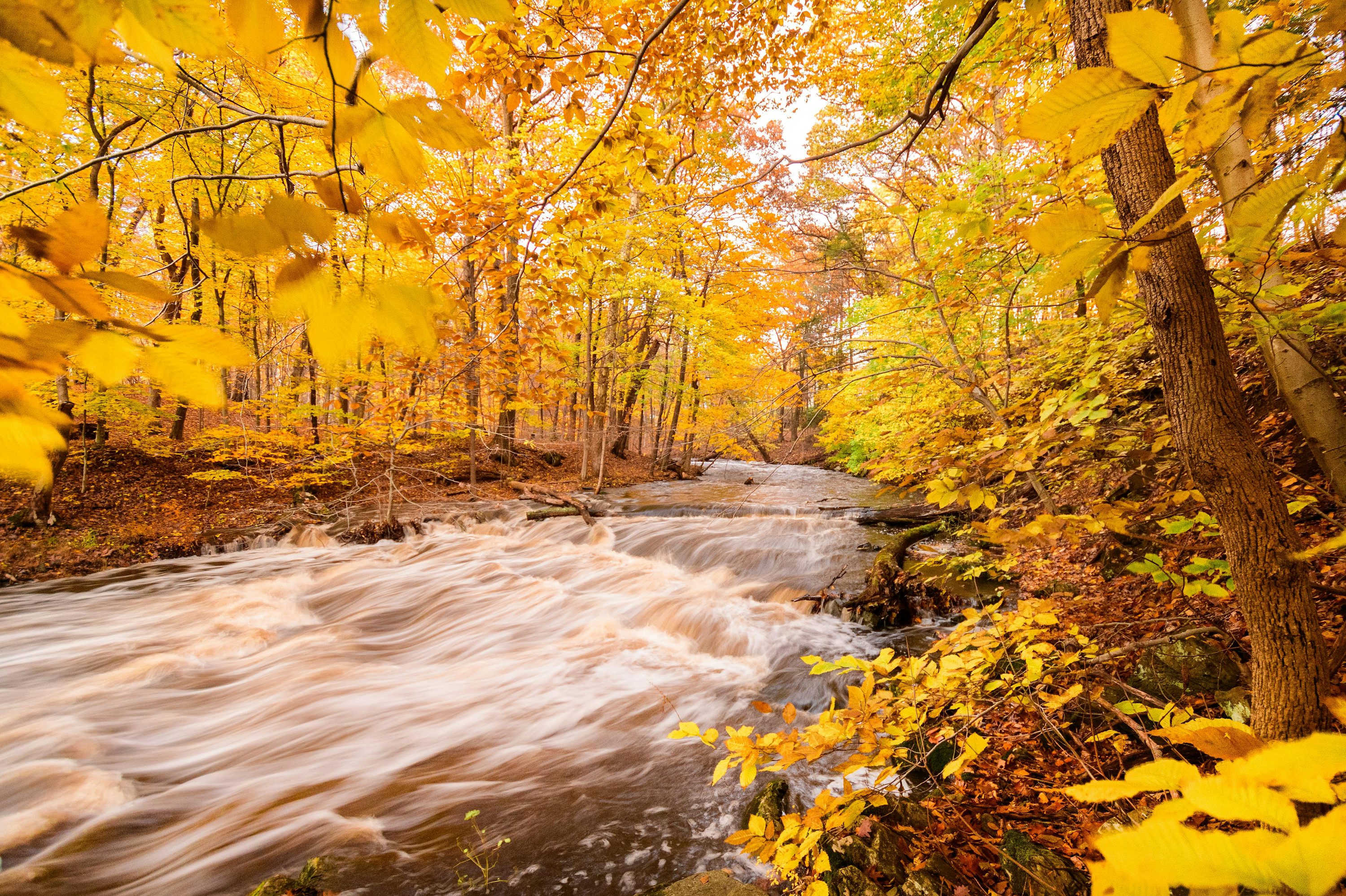 River between forest during autumn photo