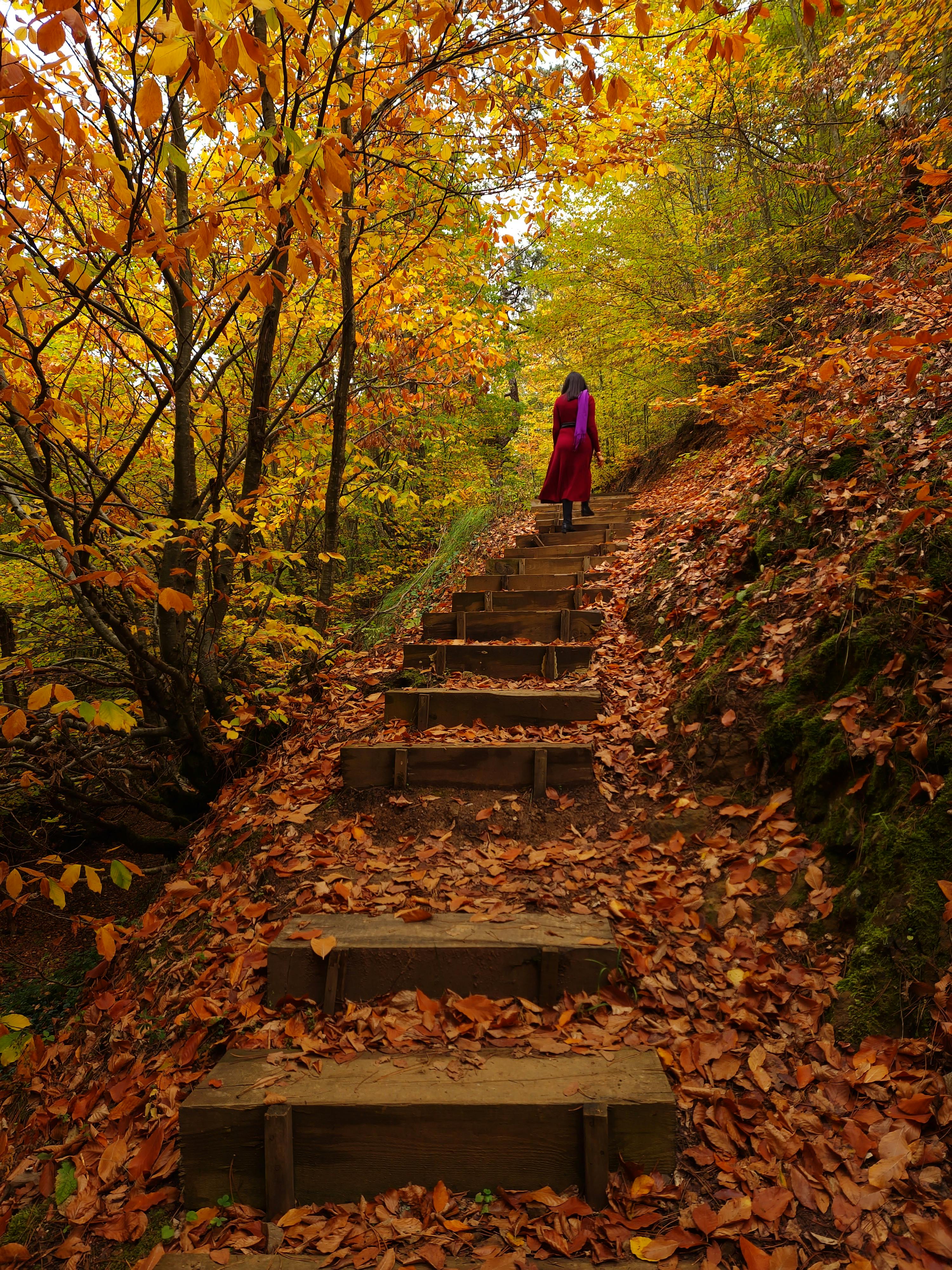 Scenic Autumn Pathway with Steps in Forest · Free
