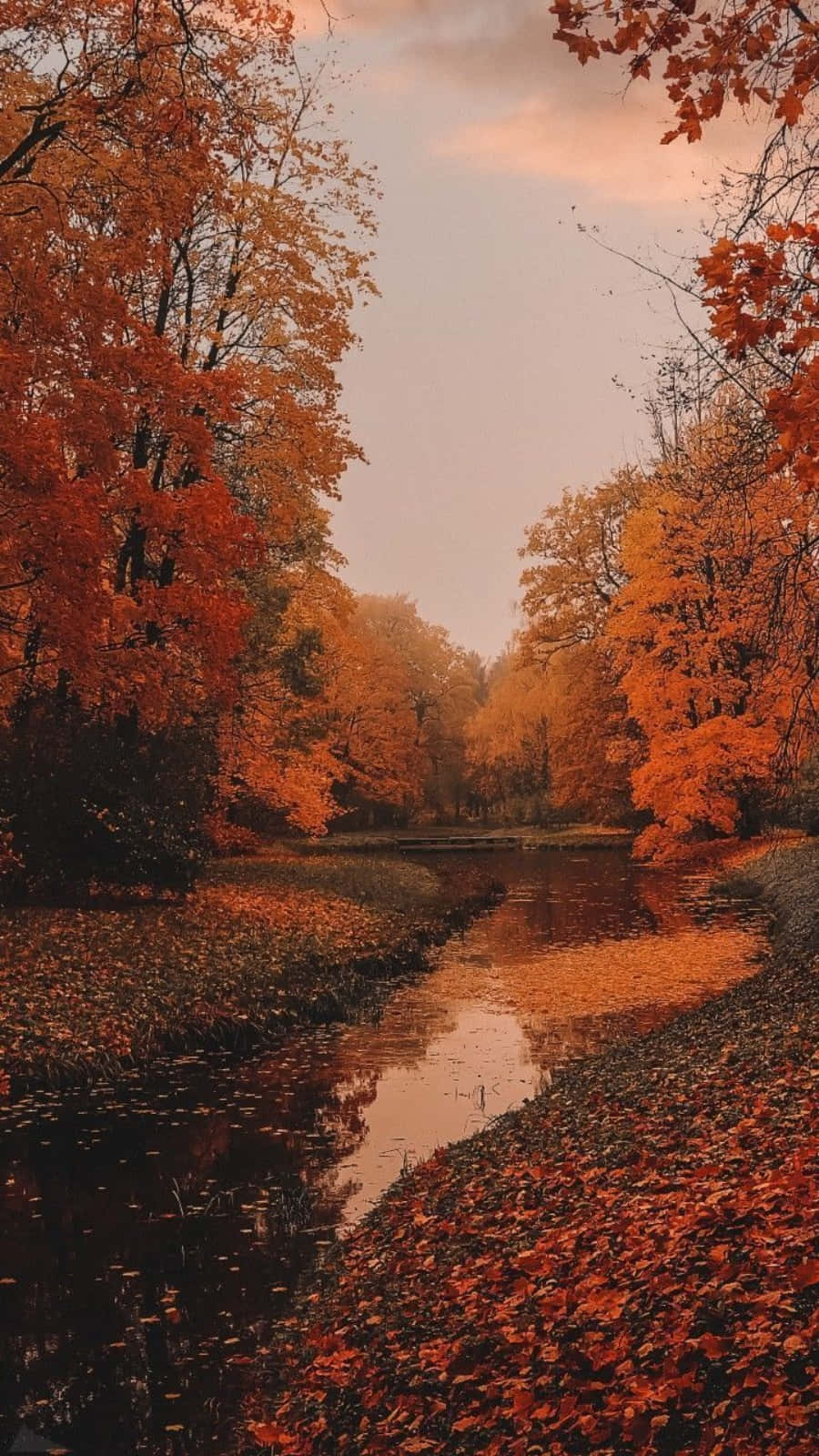 Download autumn leaves on a river
