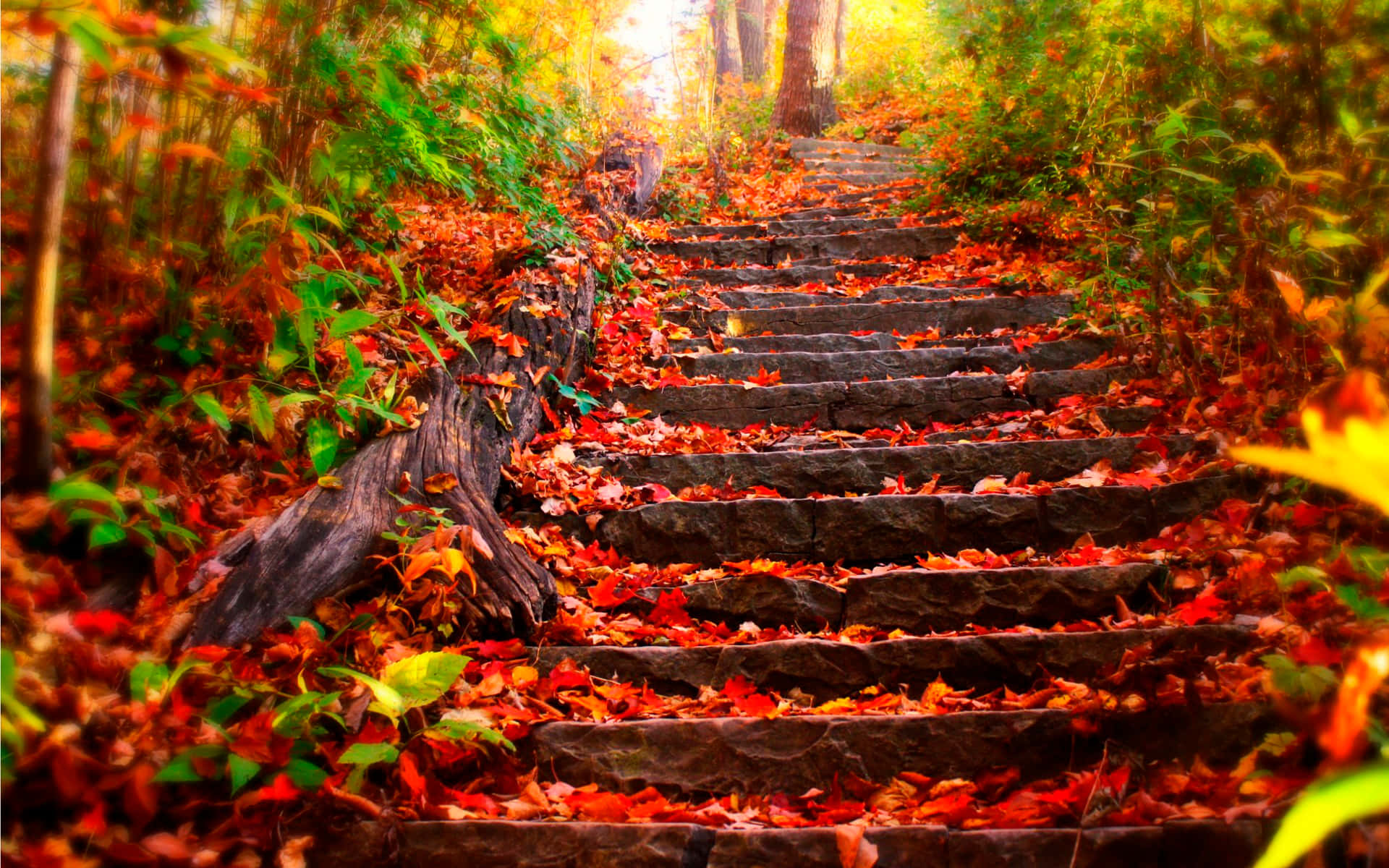Download A Set Of Stairs Leading Up To A Forest Wallpaper