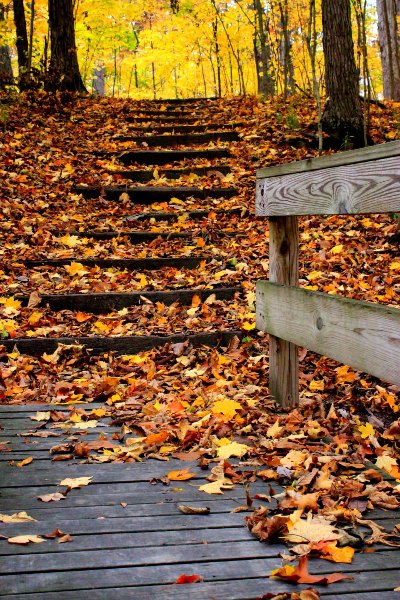 Download Stairs Full Of Beautiful Fall Leaves Picture
