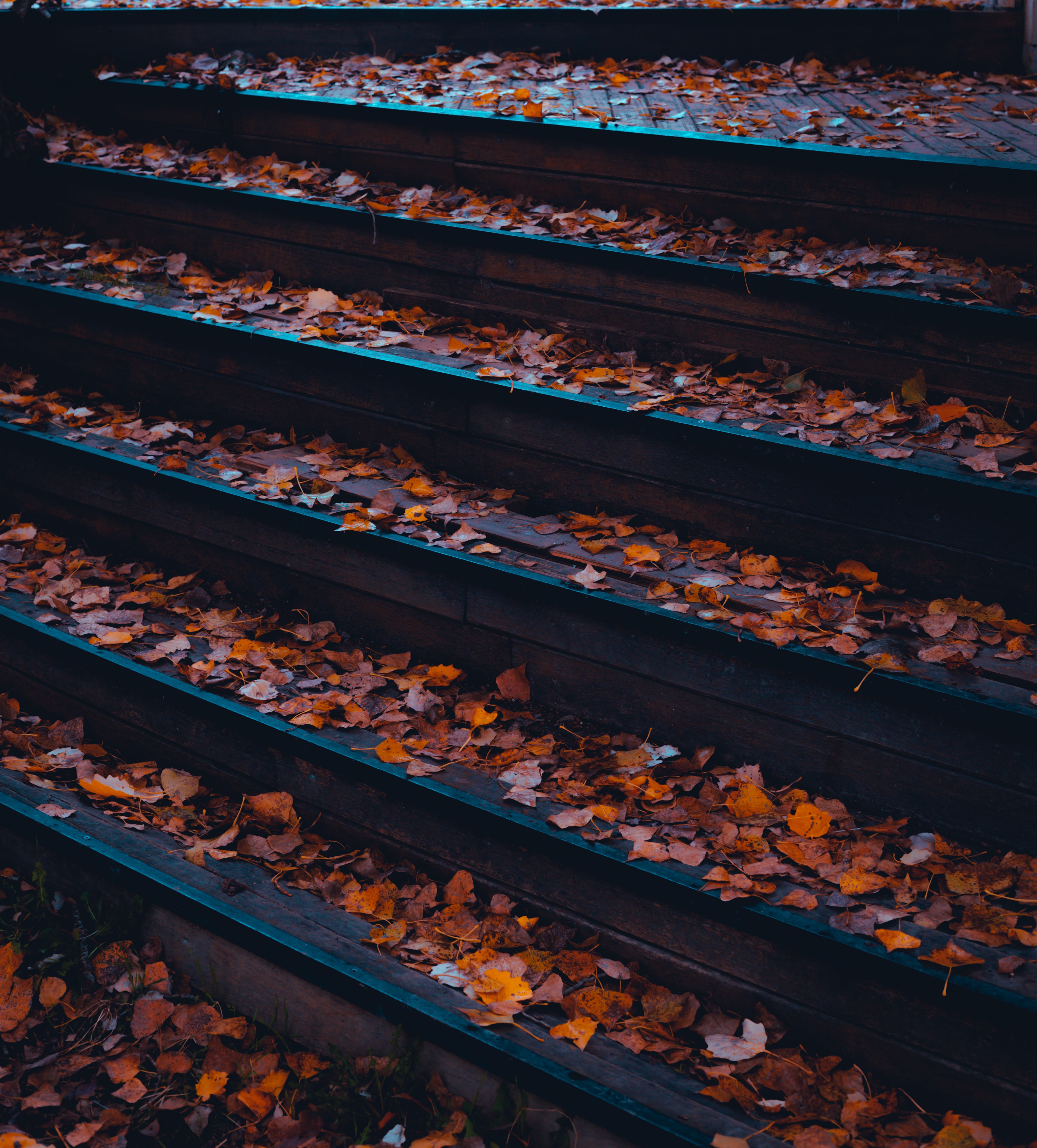 Free picture: wooden, stairs, wet, autumn, leaves, dry, outdoors, pattern, nature, texture