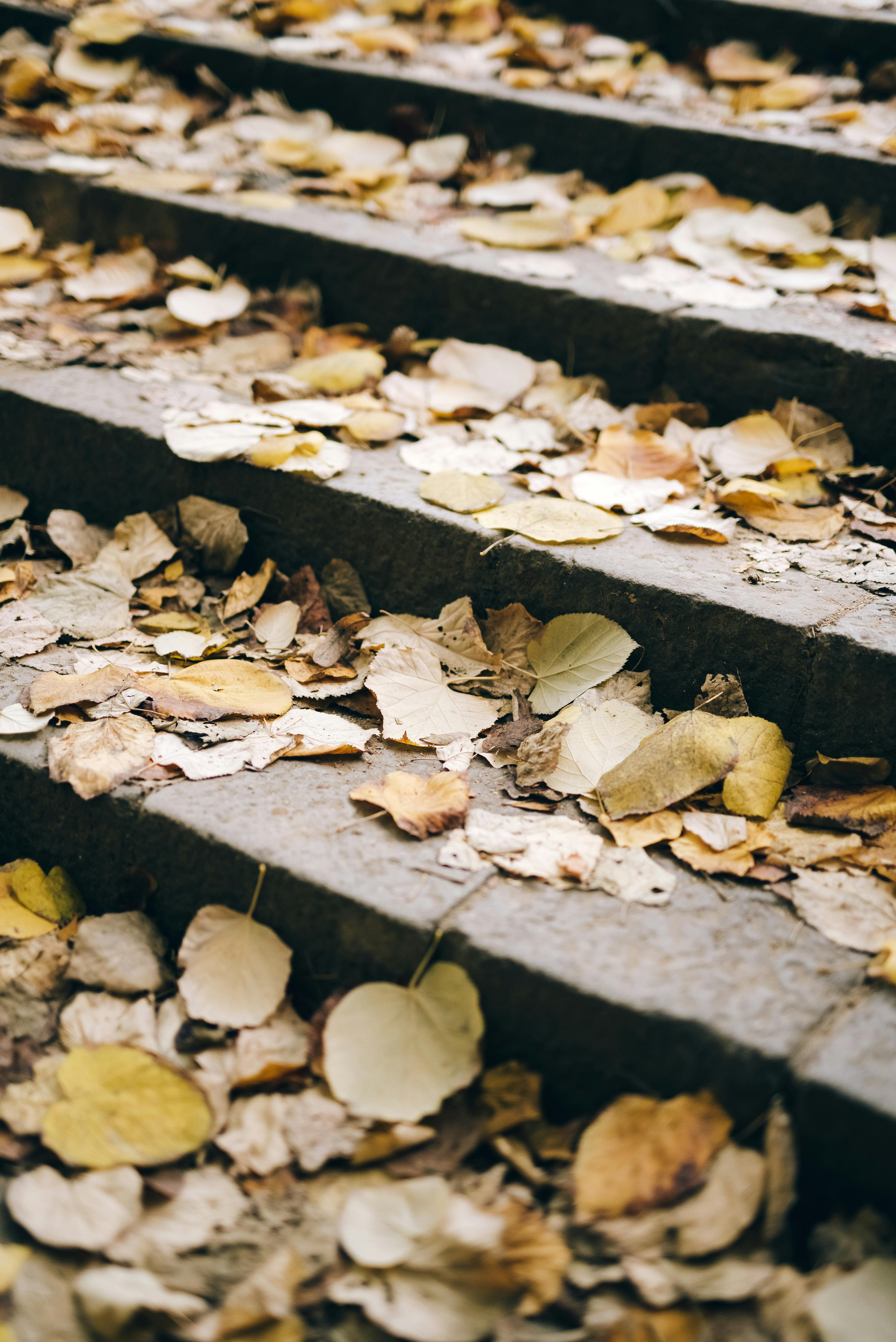 Dried Leaves on the Concrete Stairs · Free