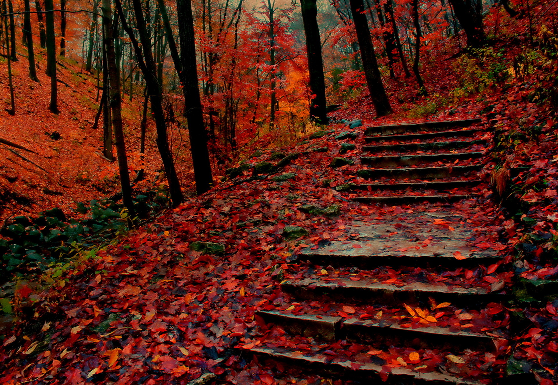 Download Forest Tree Park Fall Steps Stairs Man Made Path HD Wallpaper