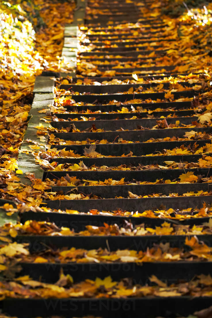 Germany, stairs with autumn leaves