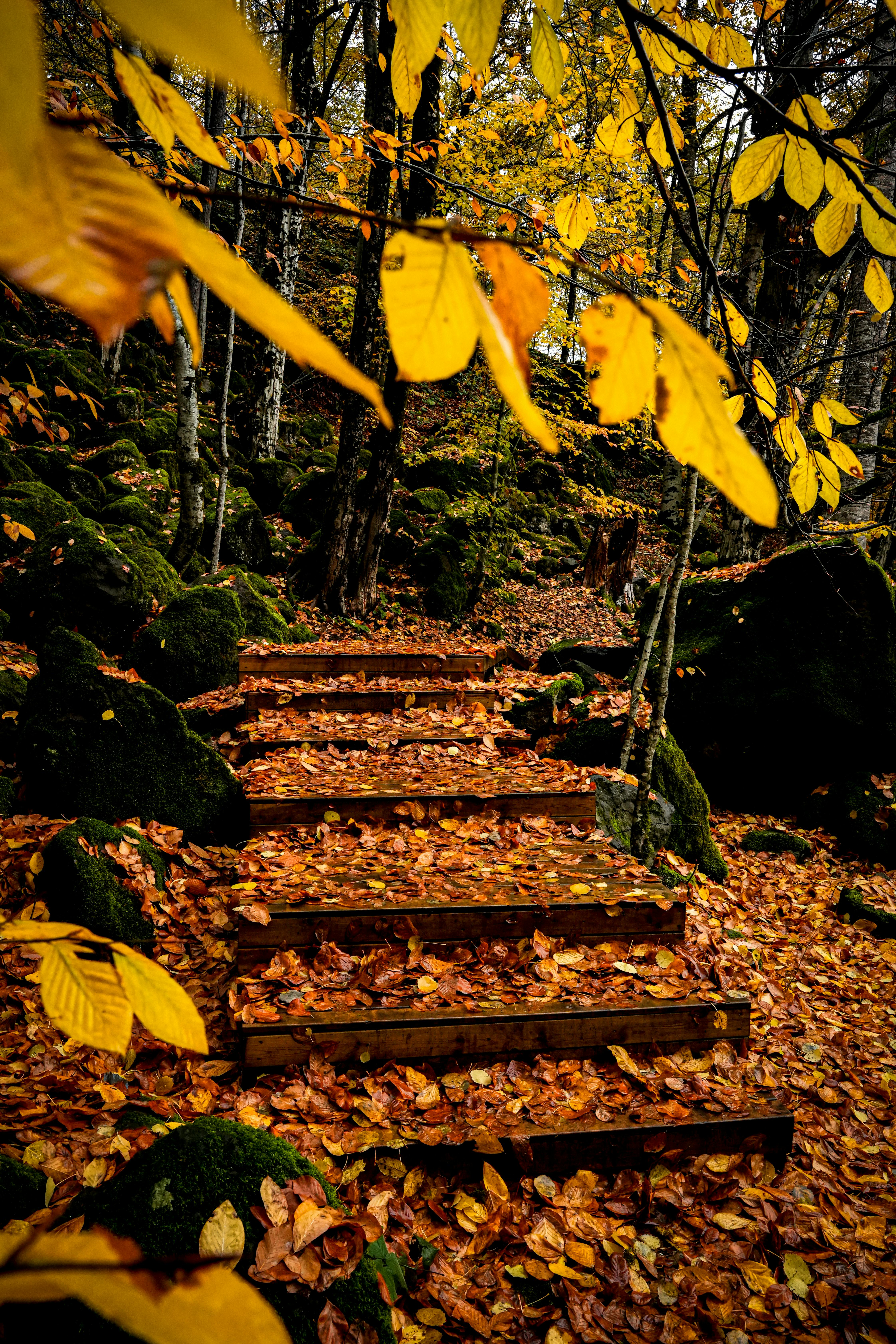 Concrete Stairs Near Brown Trees · Free