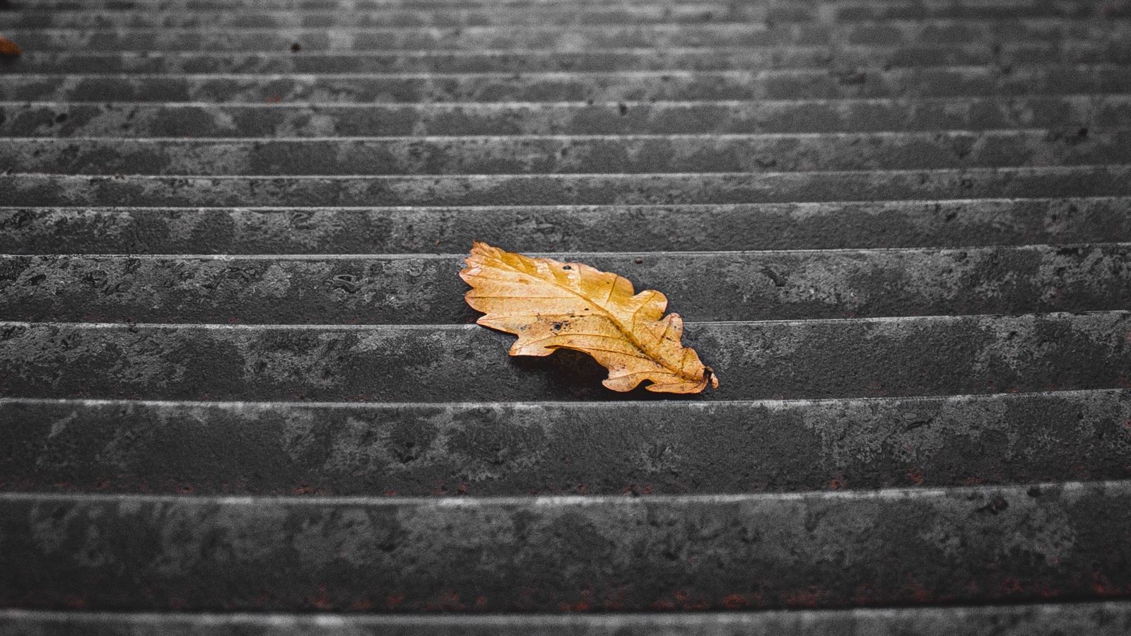 Download wallpaper 1600x900 stairs, steps, leaf, dry, autumn widescreen 16:9 HD background
