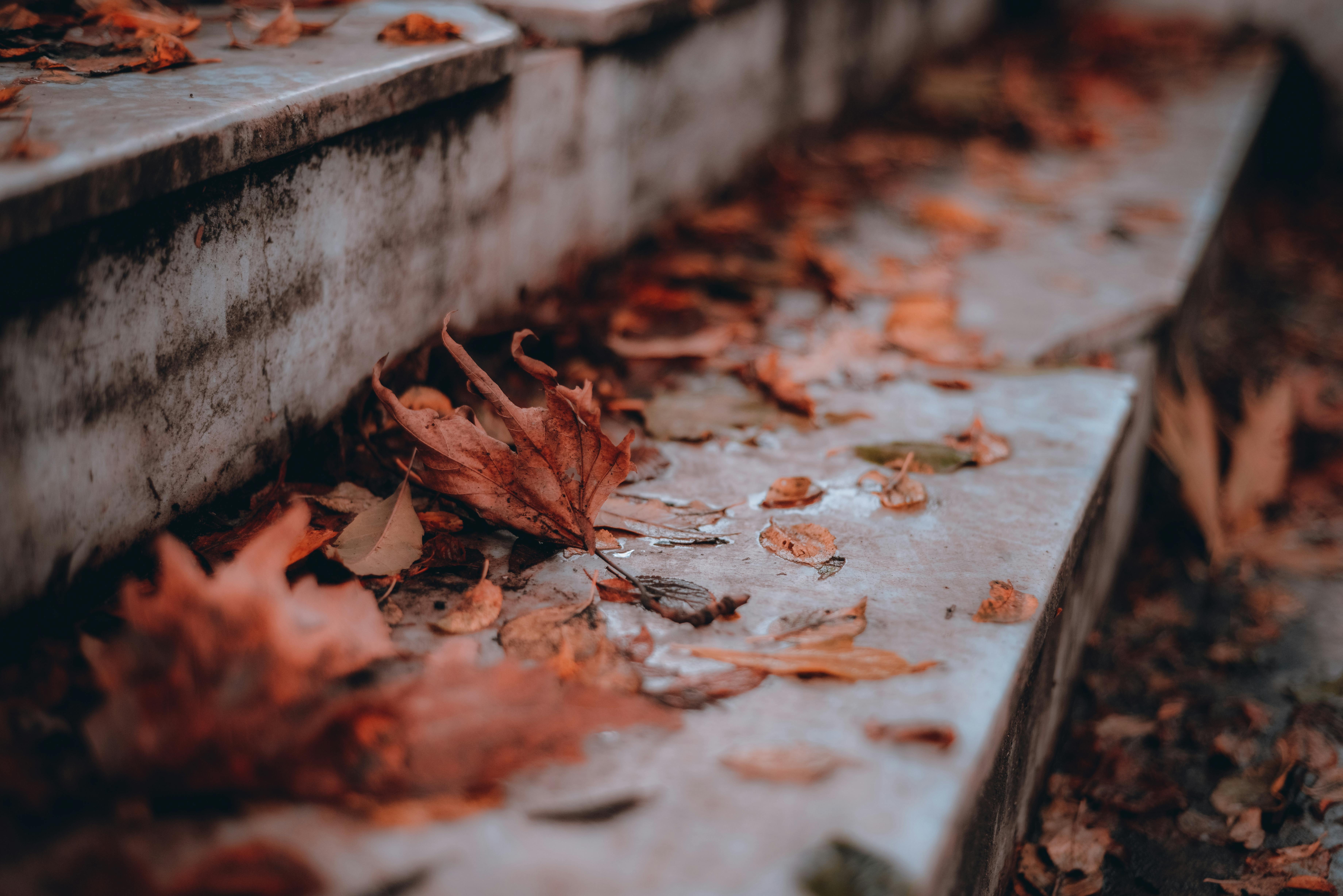 Fallen Dirty Leaves on Stairs · Free