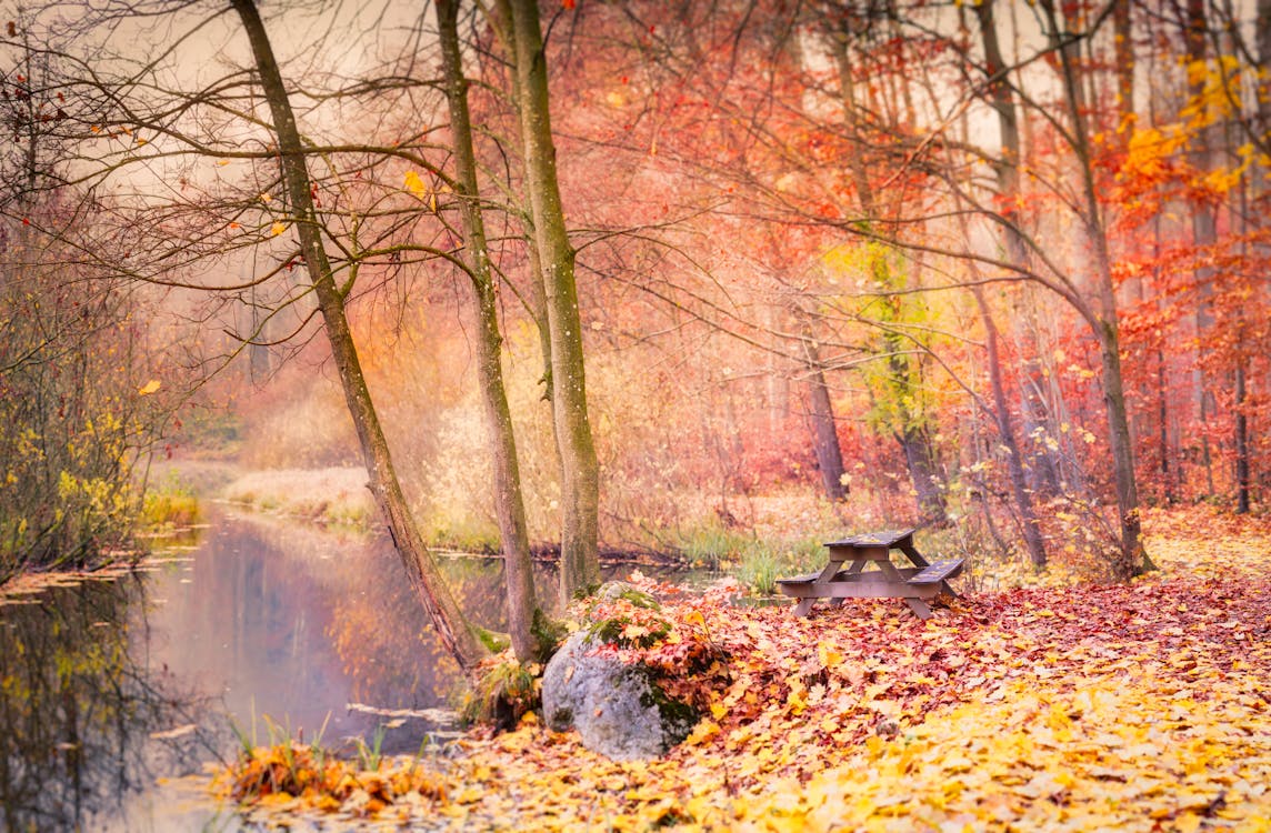 Brown Dried Leaves on Ground Near River · Free