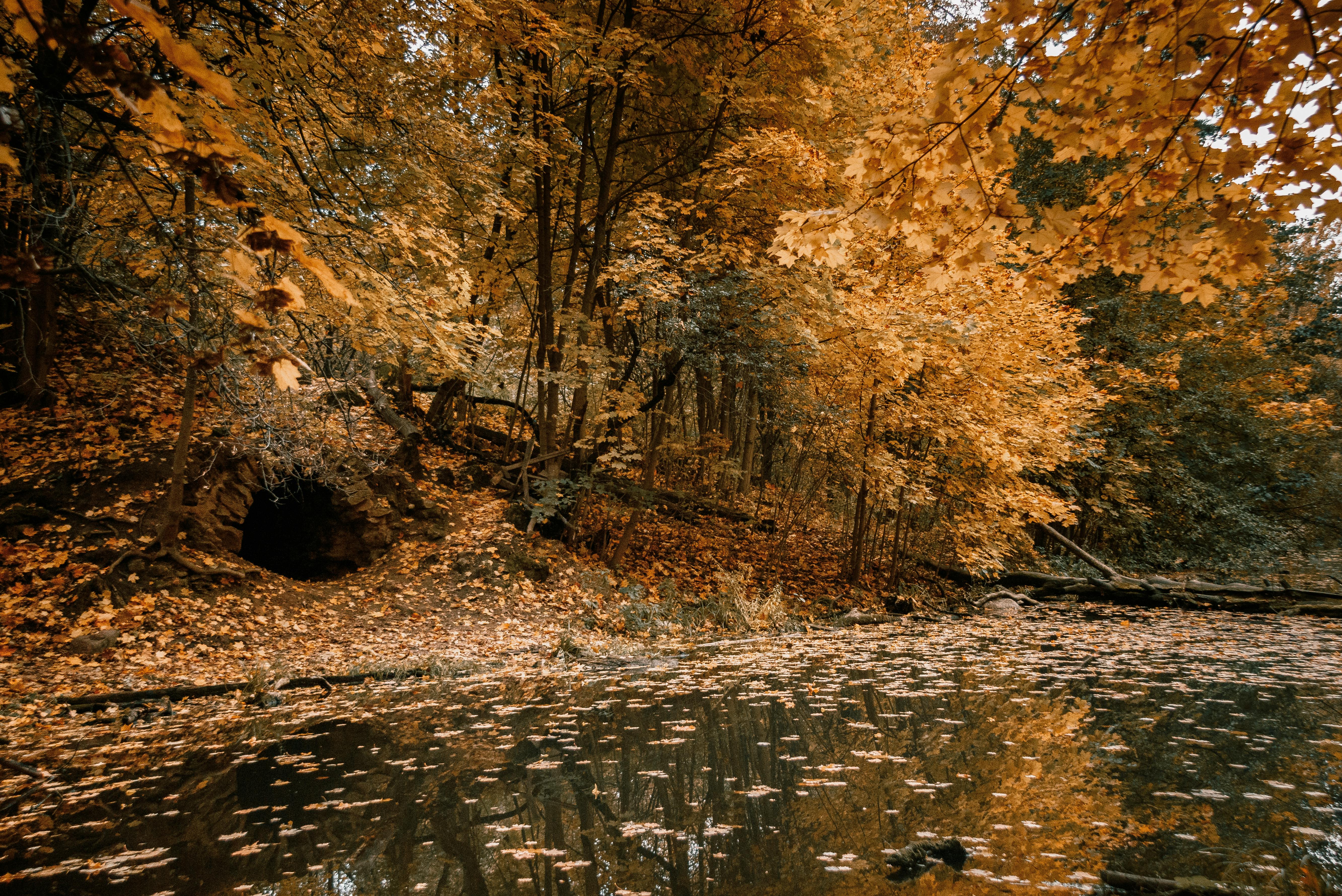 Leaves Floating on Water Surface · Free