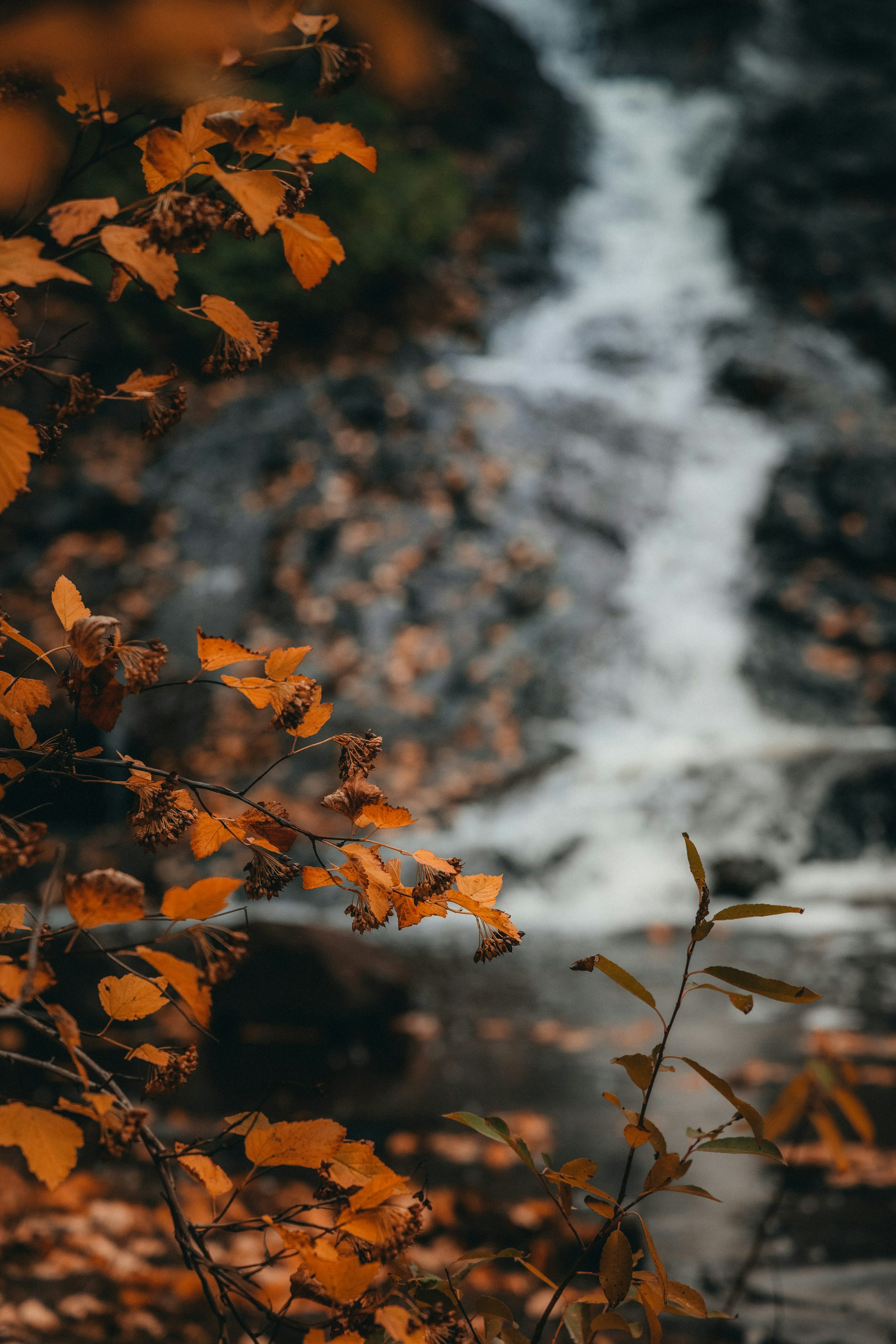 A close up of a leafy plant with a waterfall in the background photo