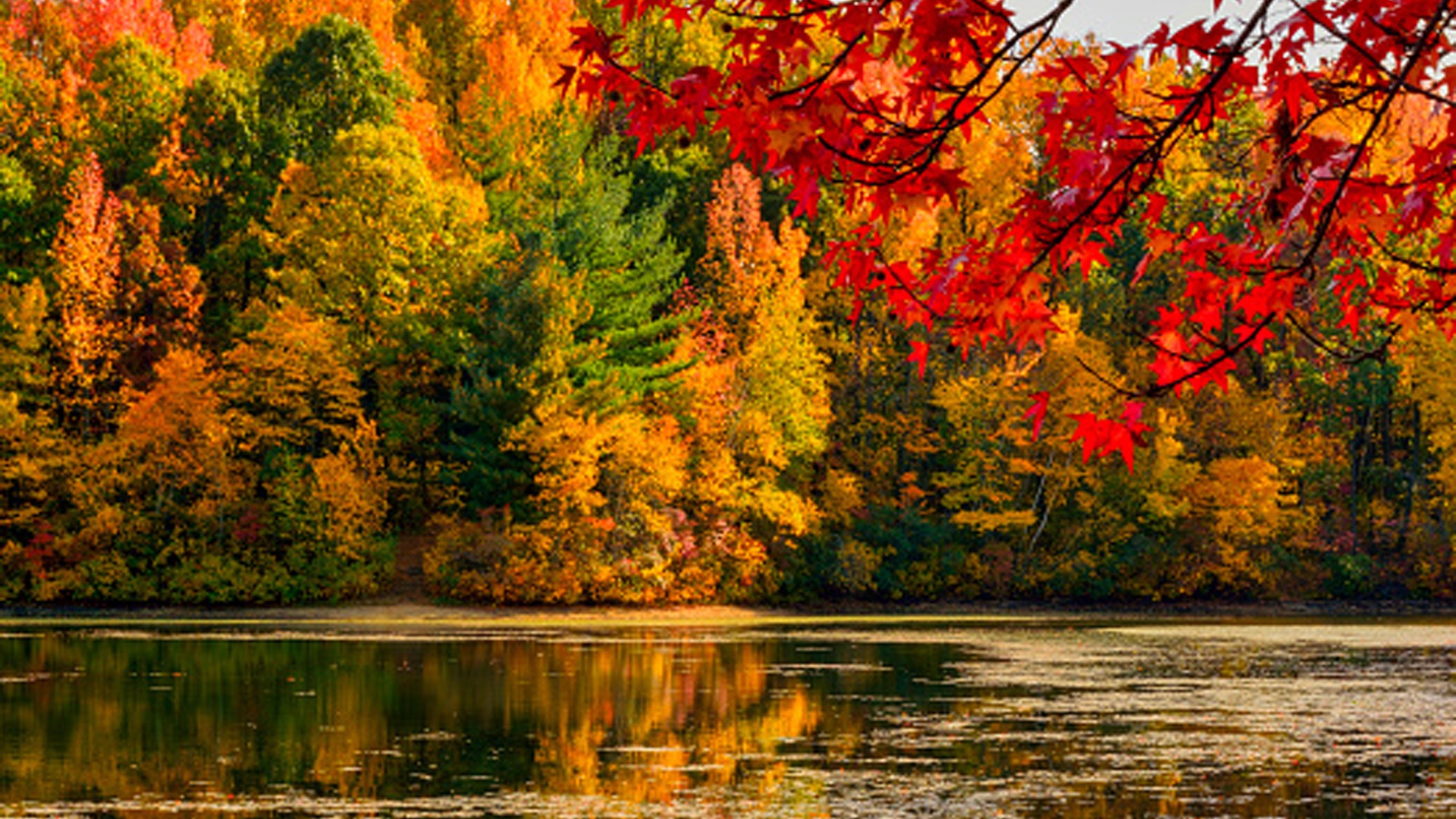Landscape View Of Red Green Yellow Orange Autumn Leaves Trees Reflection On River During Daytime HD Autumn Wallpaper