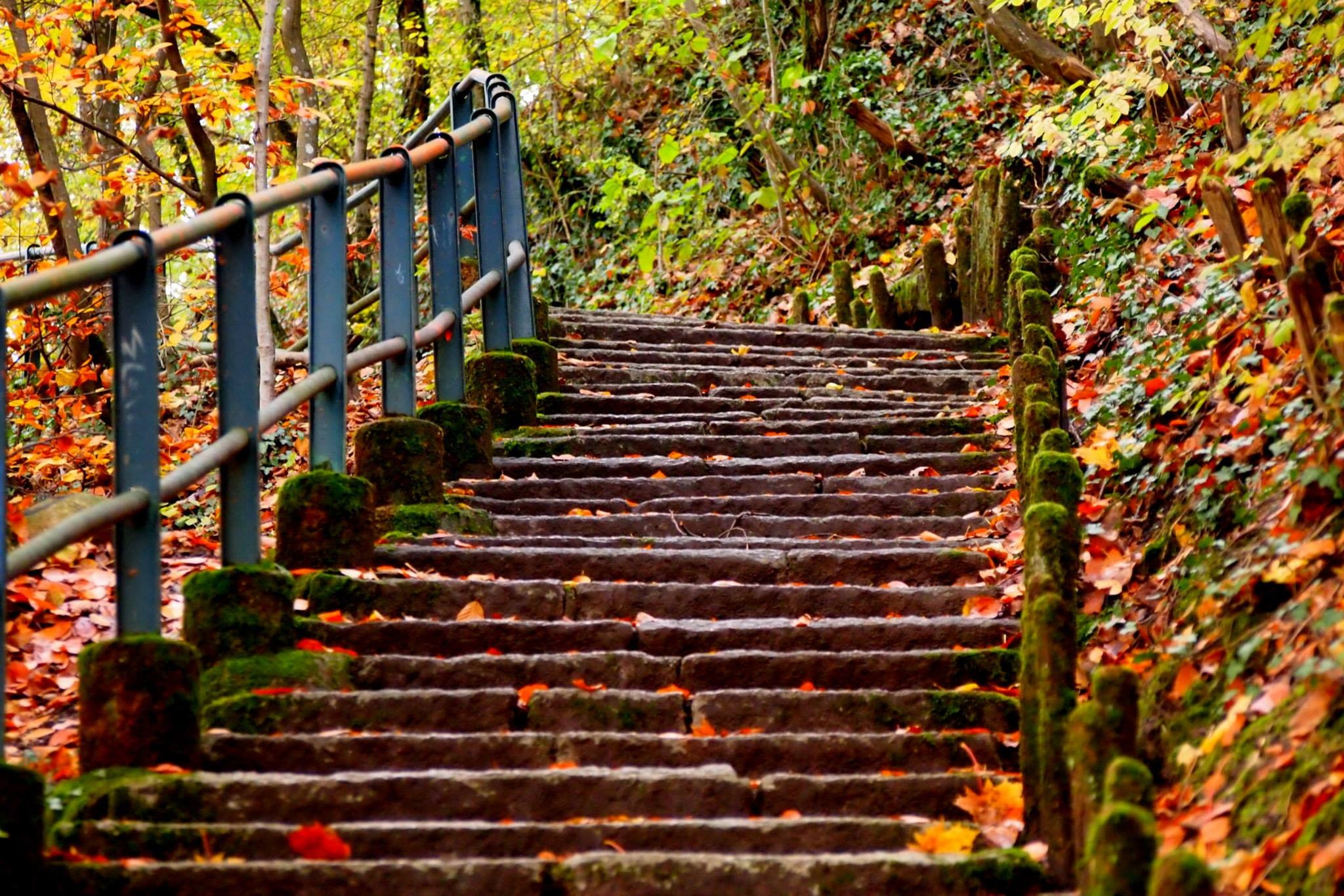 Free Image, tree, nature, forest, grass, road, leaf, fall, flower, wall, steps, walkway, orange, autumn, backyard, botany, garden, winding, flora, season, leaves, outdoors, stairs, shrub, guardrail, woodland, outdoor structure 2048x1366