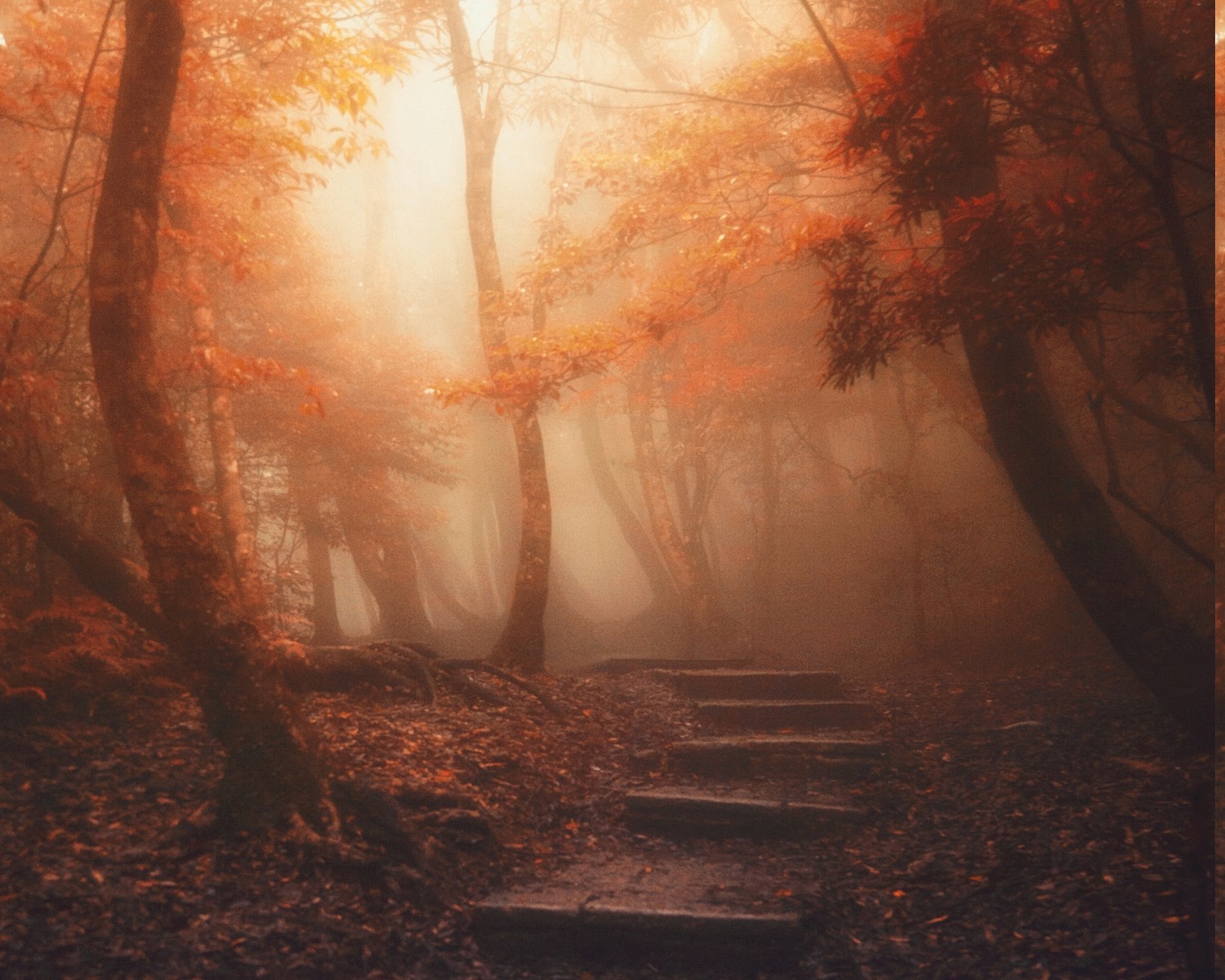 nature, Landscape, Forest, Path, Mist, Trees, Sunlight, Leaves, Stairs, Atmosphere, Fall Wallpaper HD / Desktop and Mobile Background