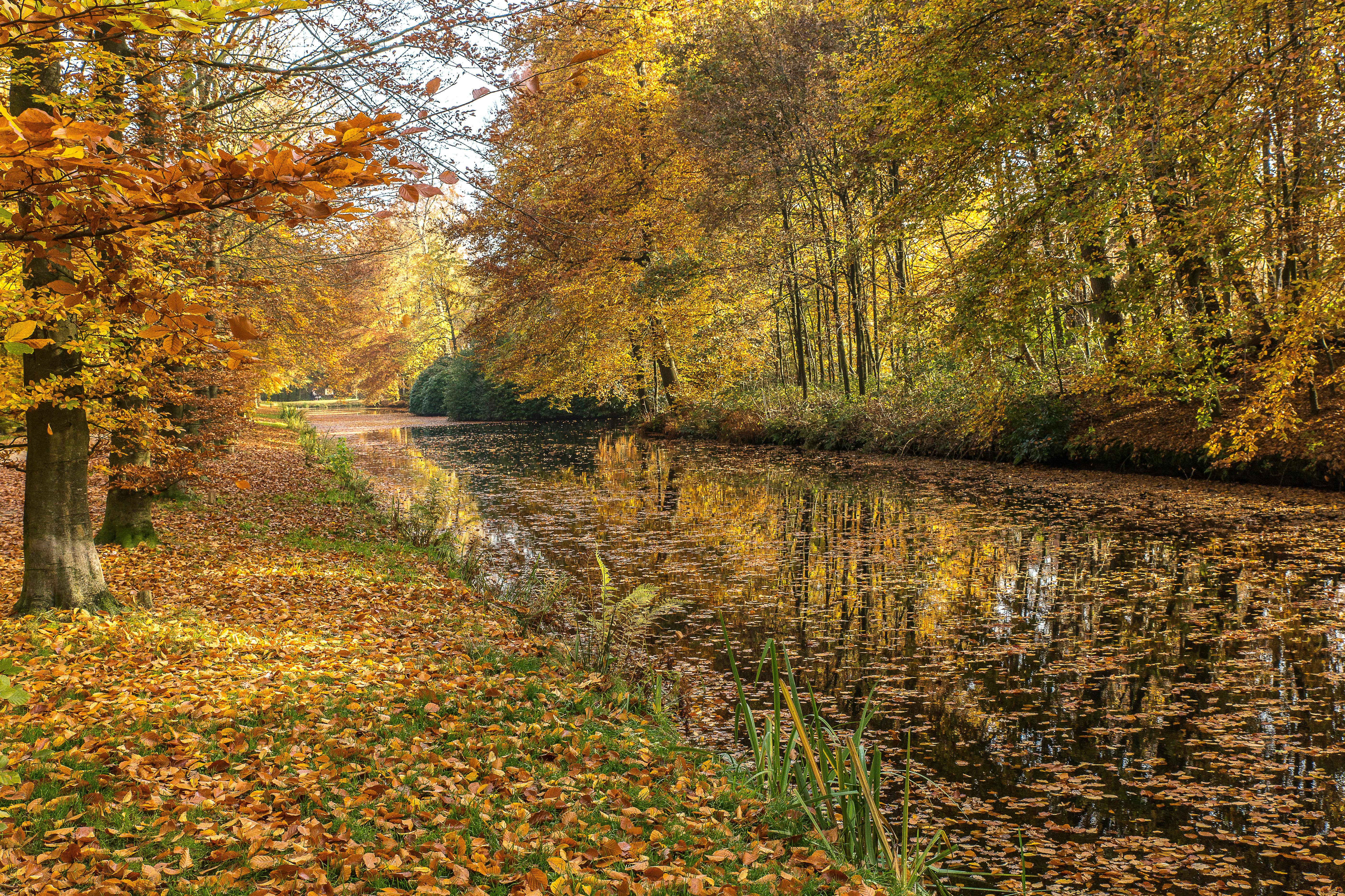 Green and Brown Trees beside the River · Free