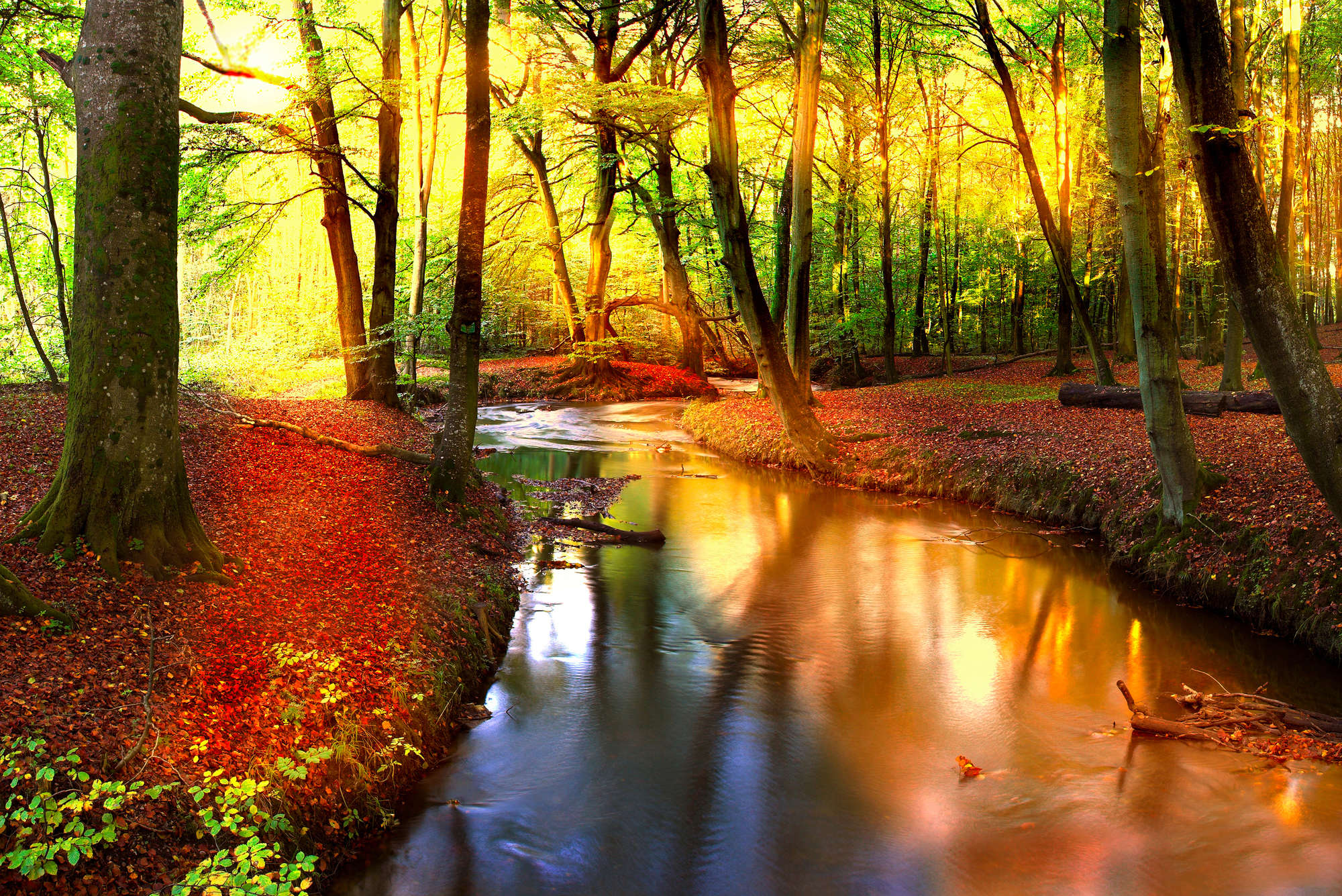 Nature Wallpaper River through Deciduous Forest. DD106965. A.S