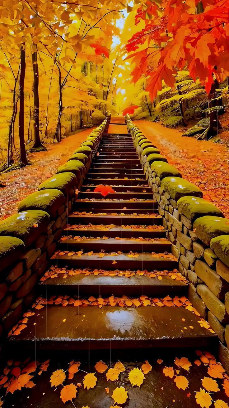 Enchanting Steps In Rain Kissed Autumn