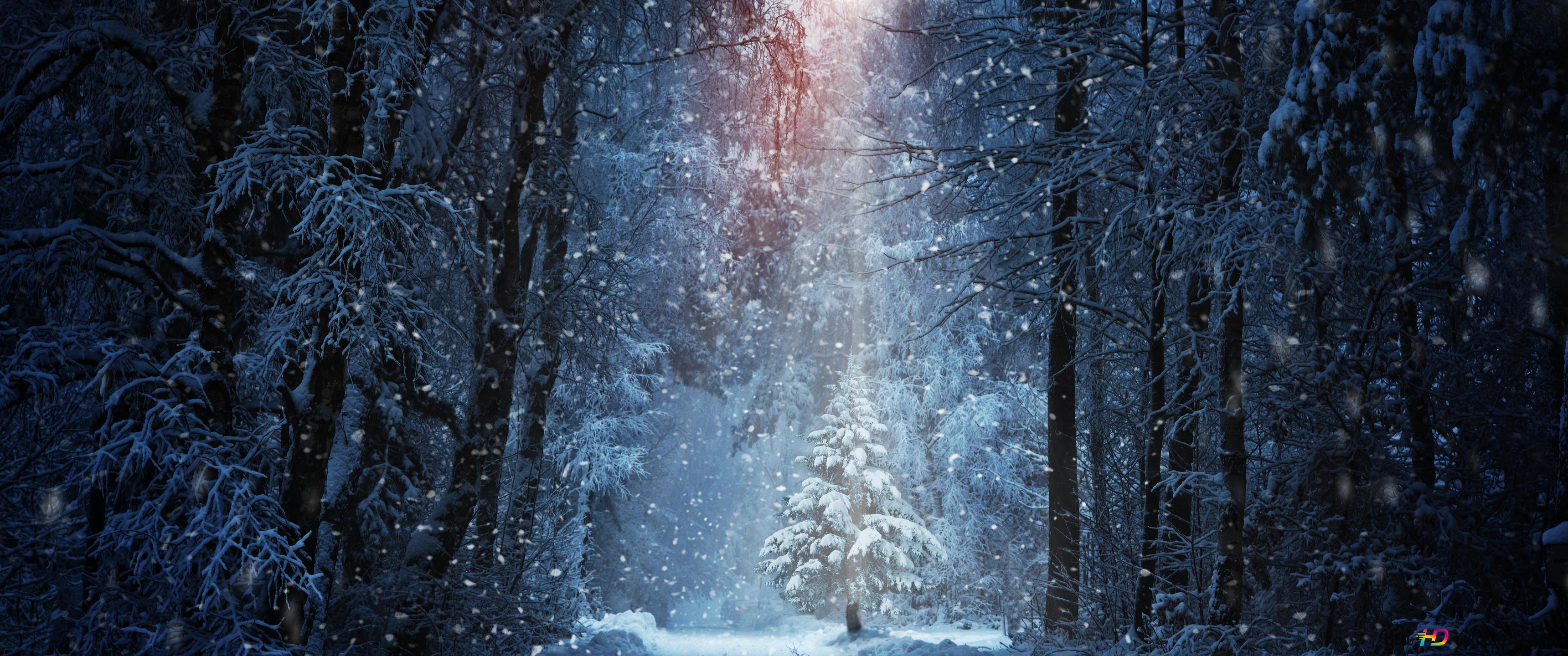 Tree on Snowy Winter Road 4K wallpaper download