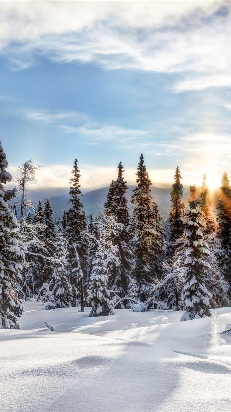 Trysil, Norway, Winter, Snow, Forest, Trees, Spruce, Sun 750x1334 IPhone 8 7 6 6S Wallpaper, Background, Picture, Image