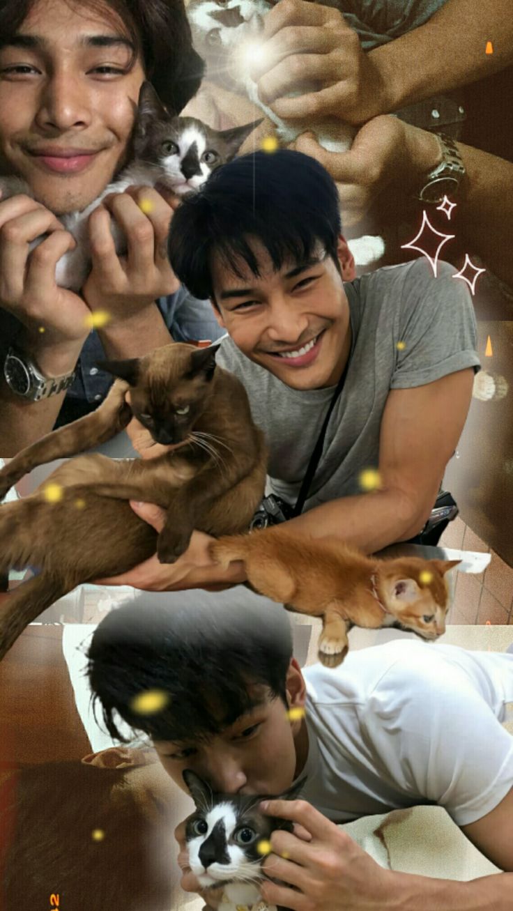 Apo Nattawin bare face with his cats. Cute version. A boy with cats aesthetic wallpaper