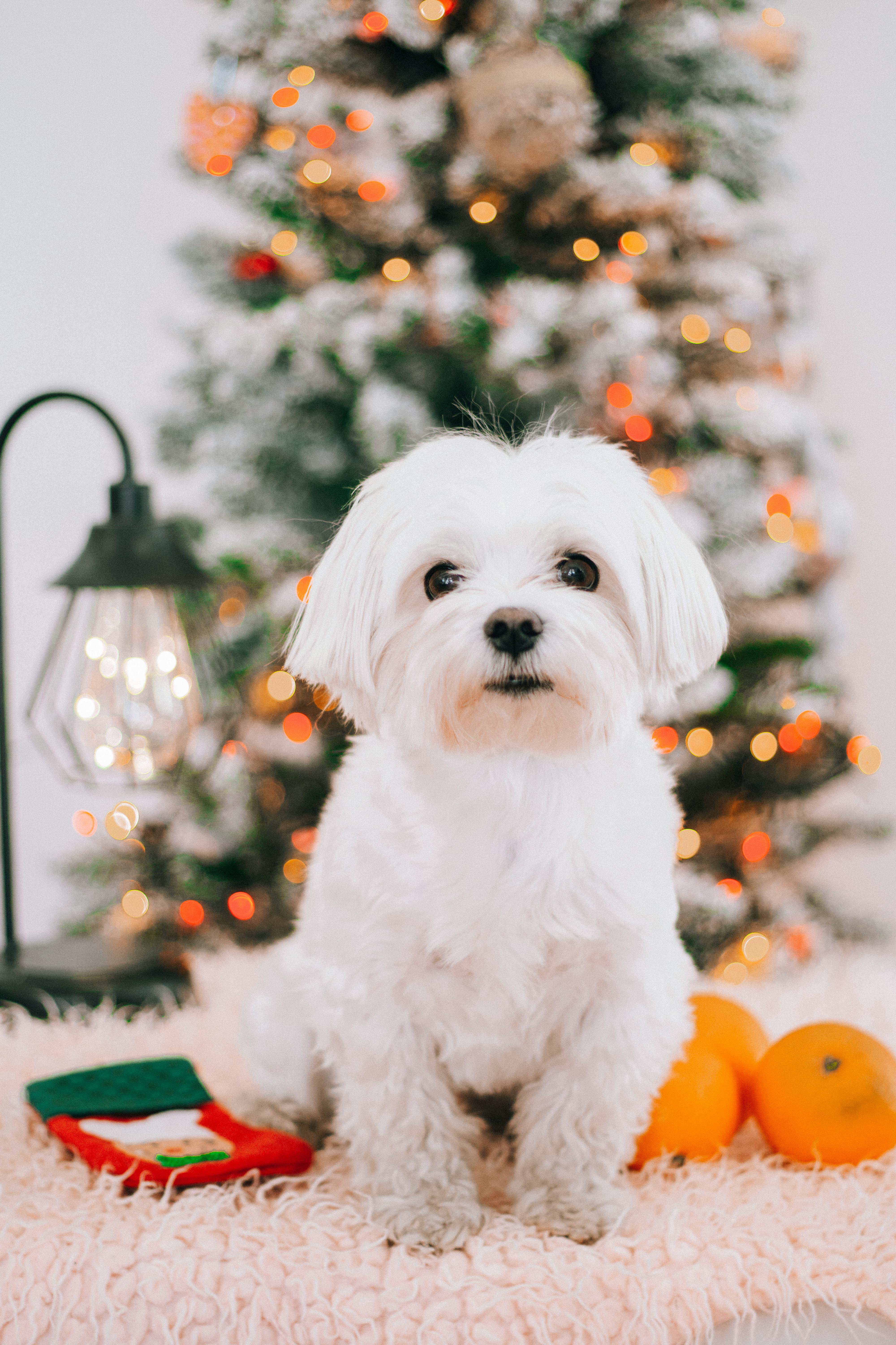 Cute Dog Sitting near Christmas Tree · Free
