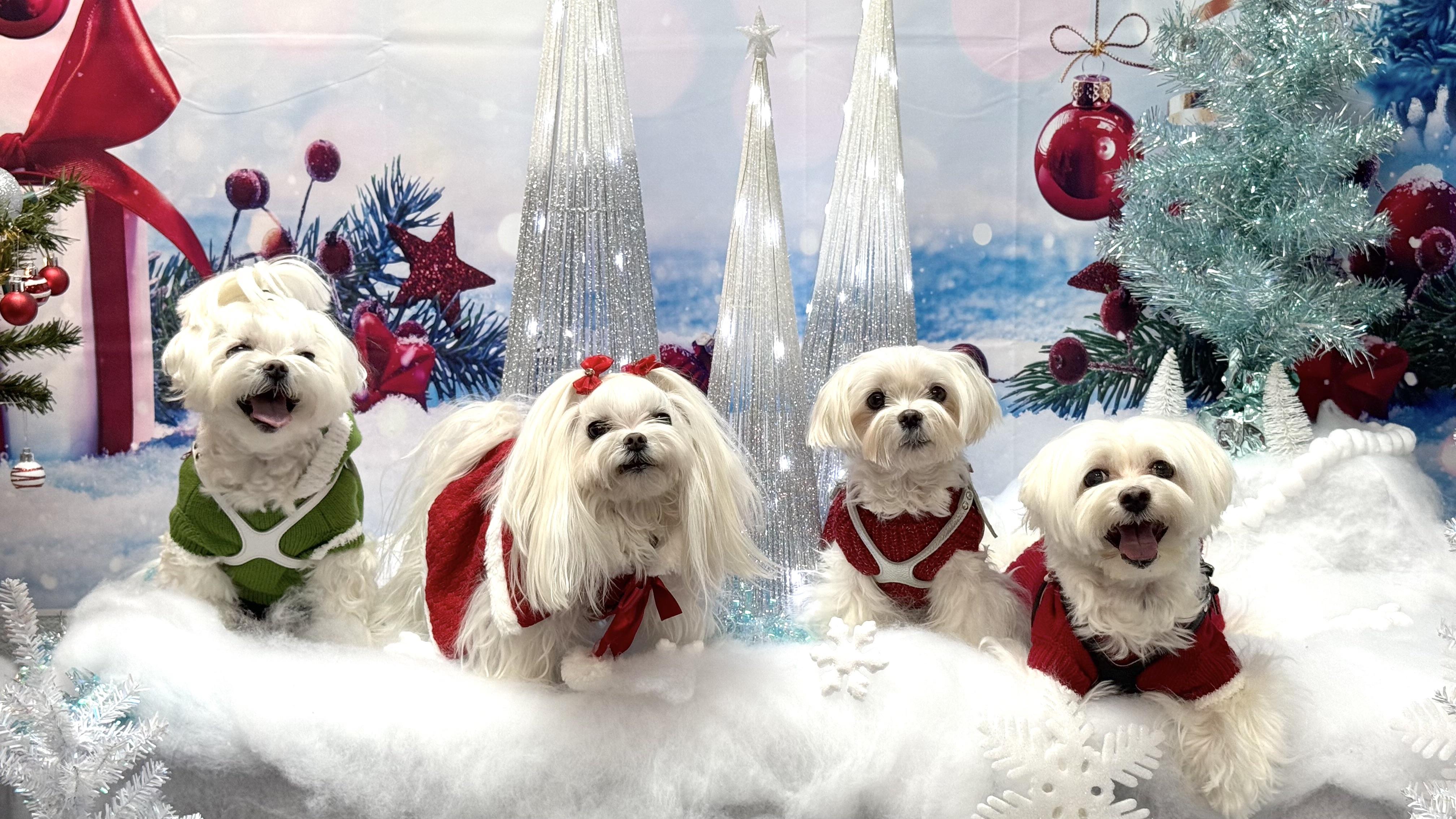 It's Christmas picture time!