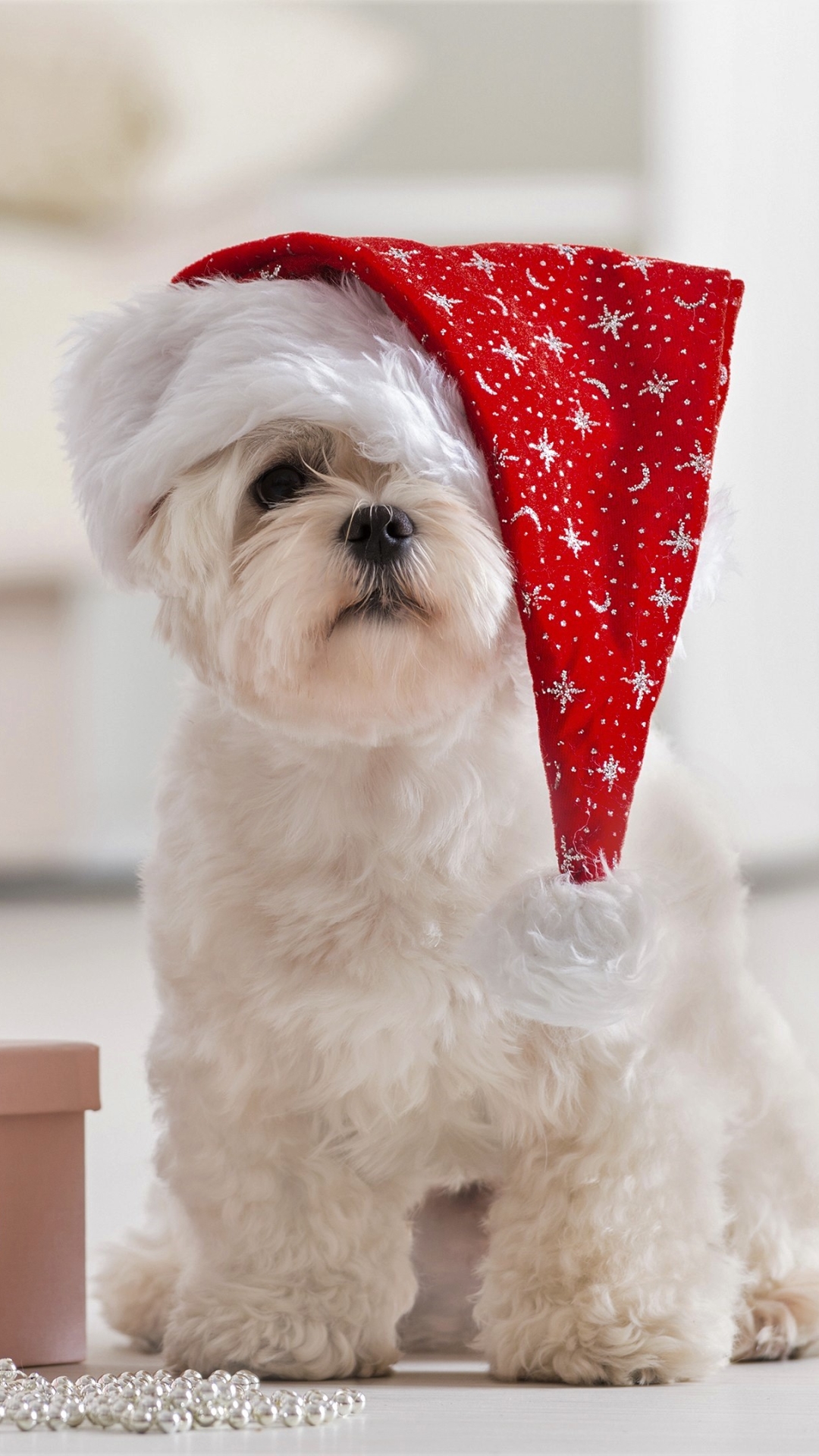 Download Gift Santa Hat Maltese Dog Christmas Tree Holiday Christmas Christmas Dog Phone Wallpaper