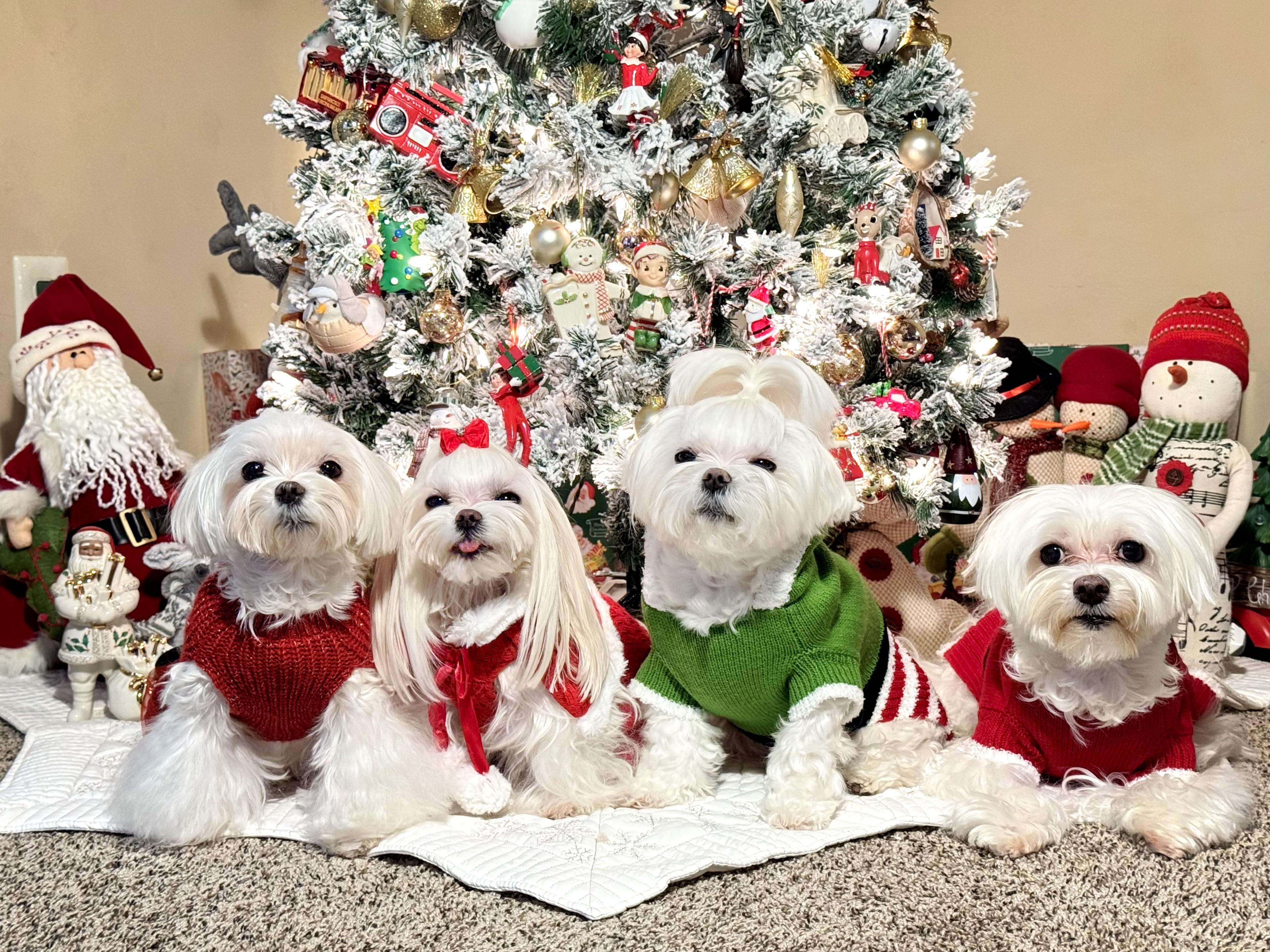Merry Christmas from our Maltese family to yours