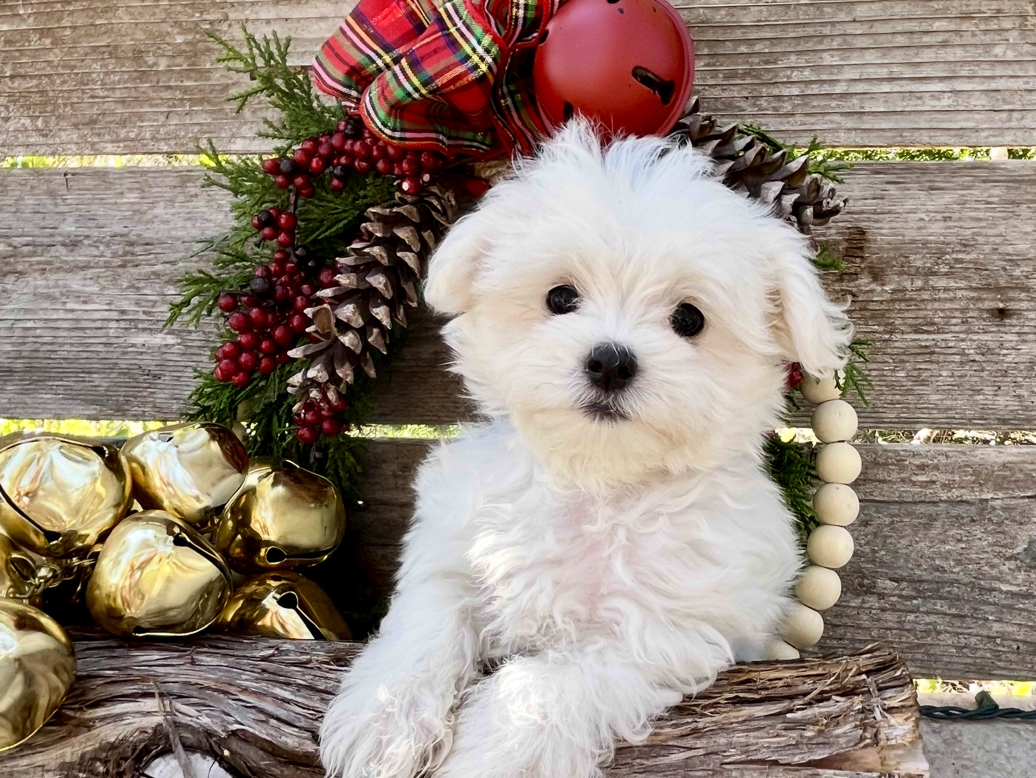 Maltese puppies Austin TX Archives