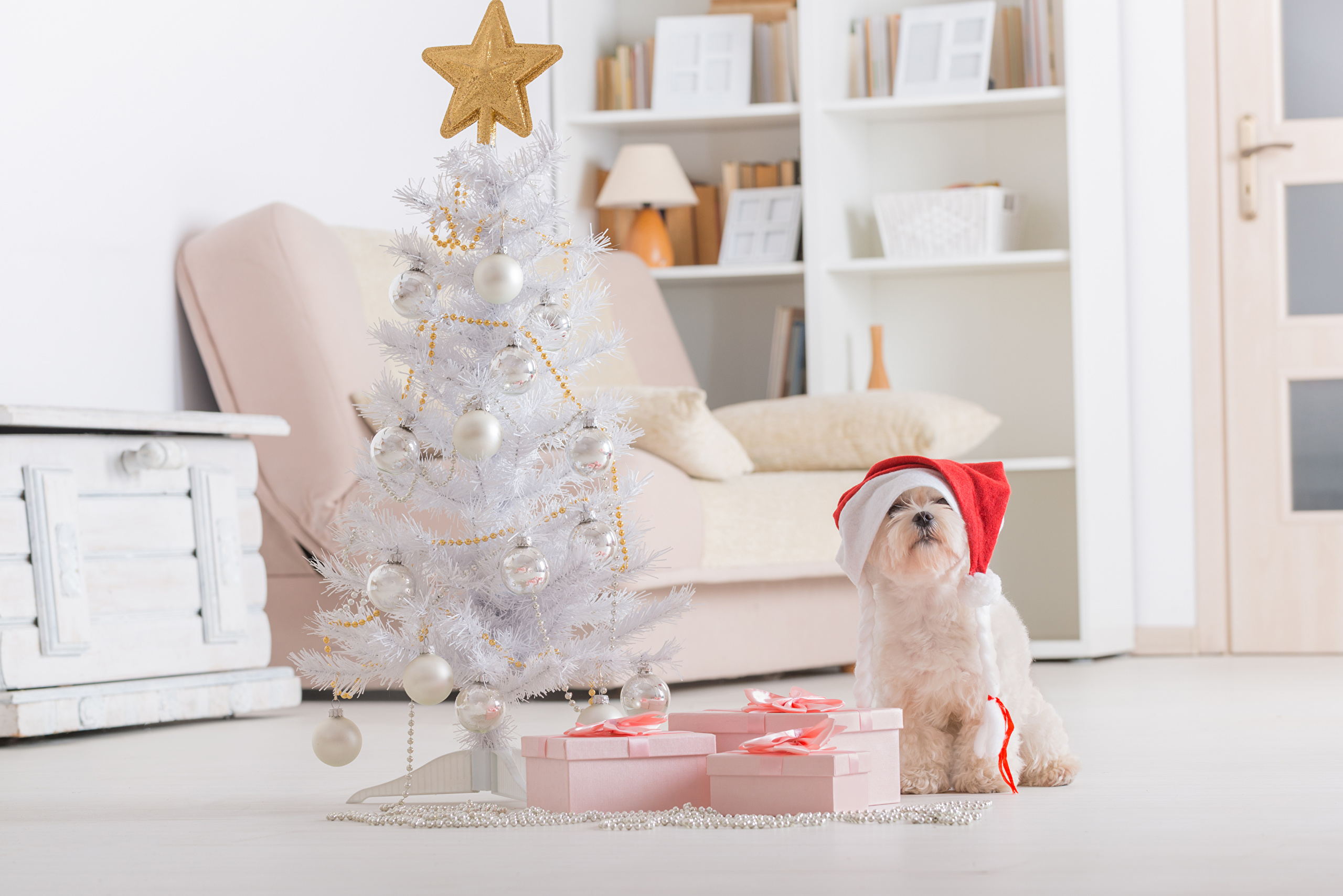 Phone wallpaper: Santa Hat, Christmas Tree, Maltese, Holiday, Christmas, Dog, Gift 873579